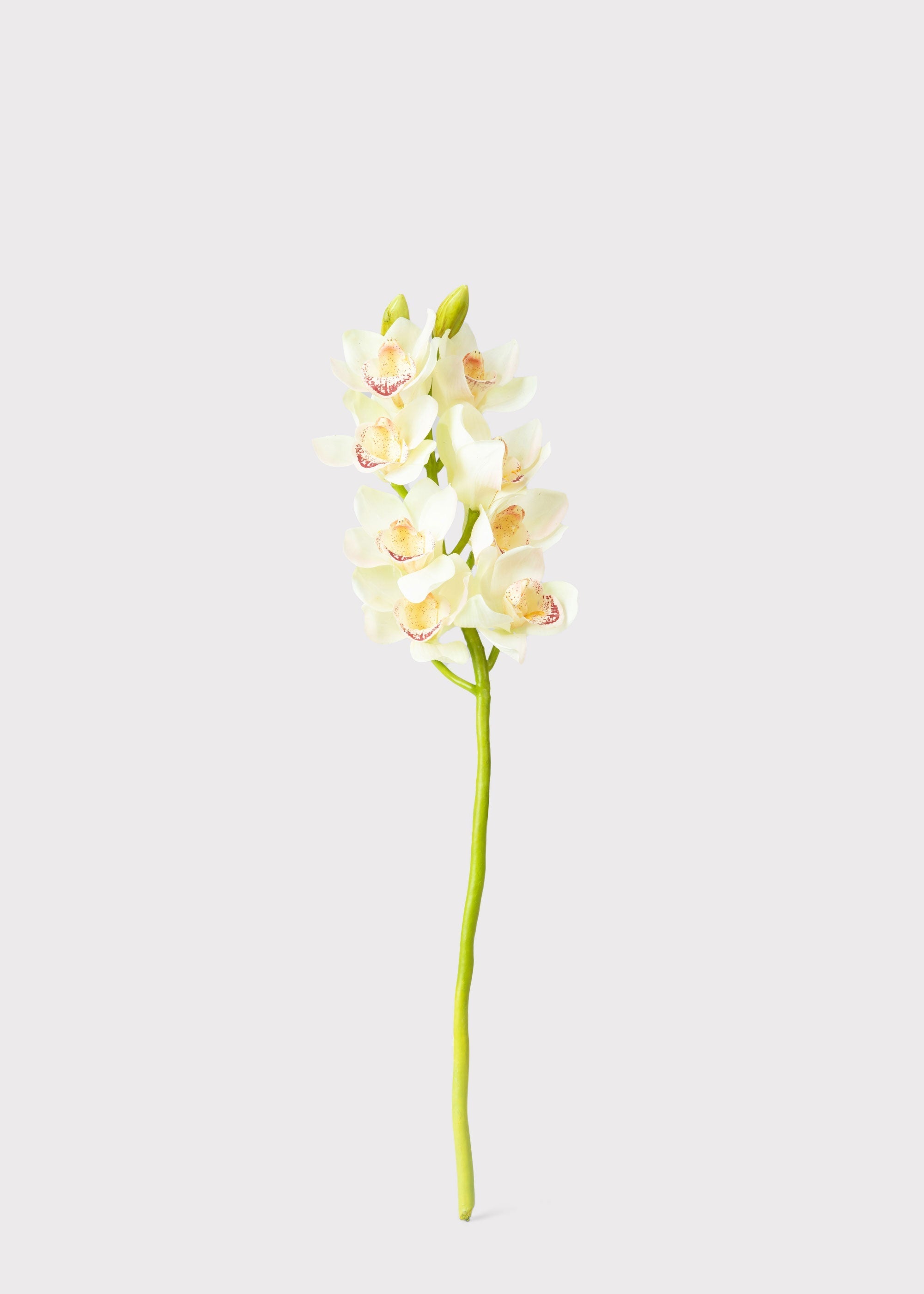 Cream Artificial Orchid Stem for Home Decor