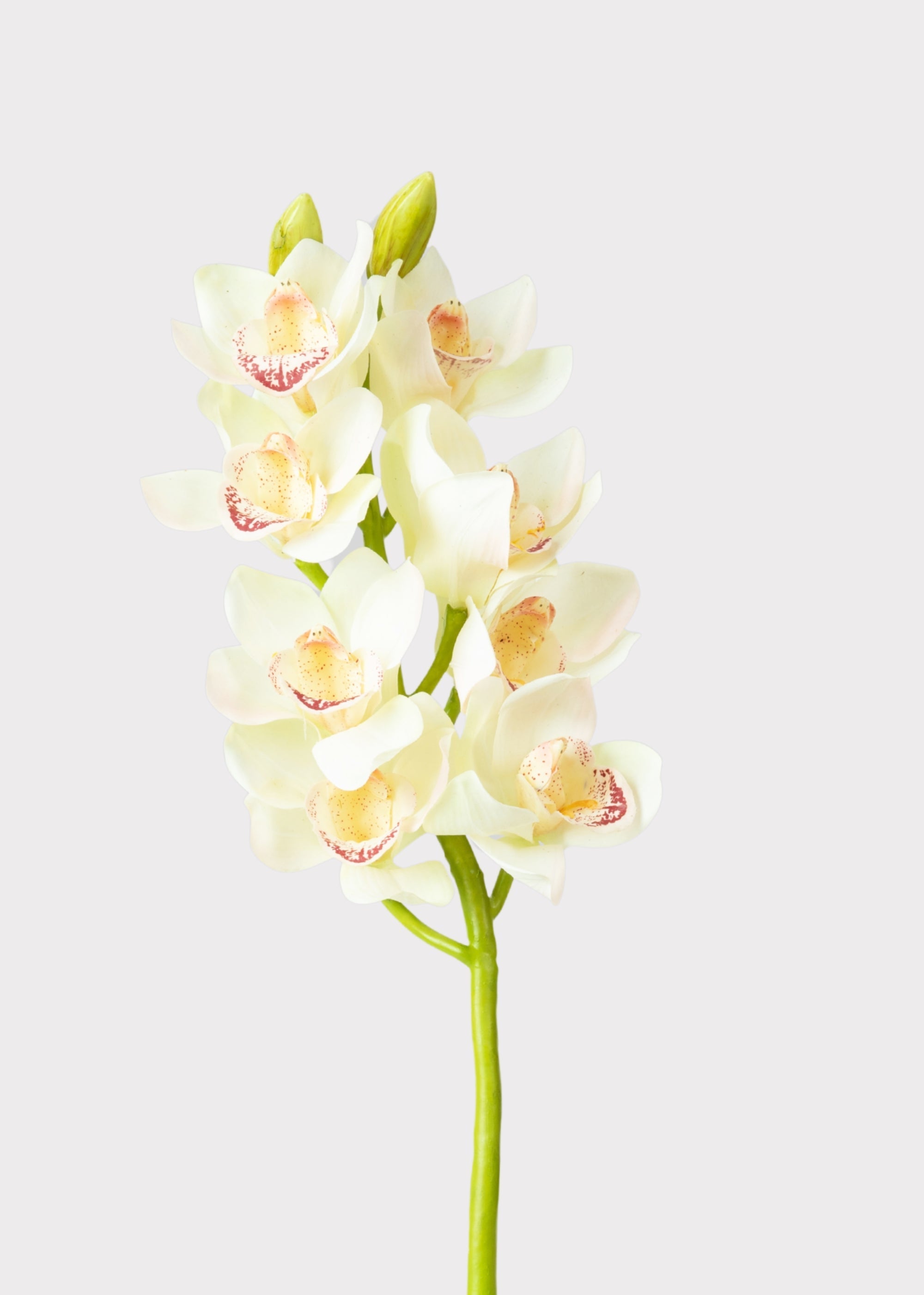 Cream Artificial Orchid Stem for Vase Styling