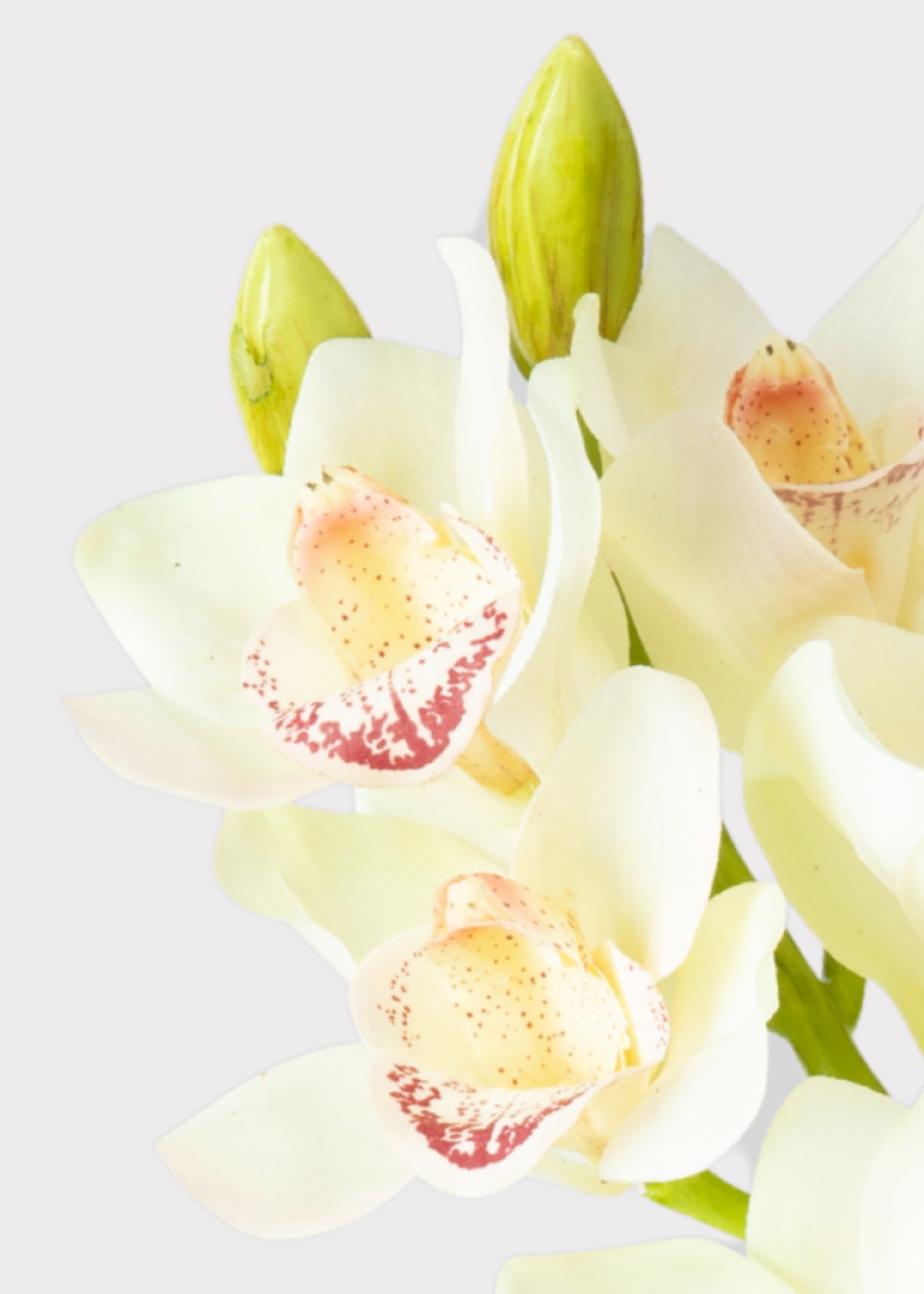 Cream Artificial Orchid Stem for Table Centerpiece