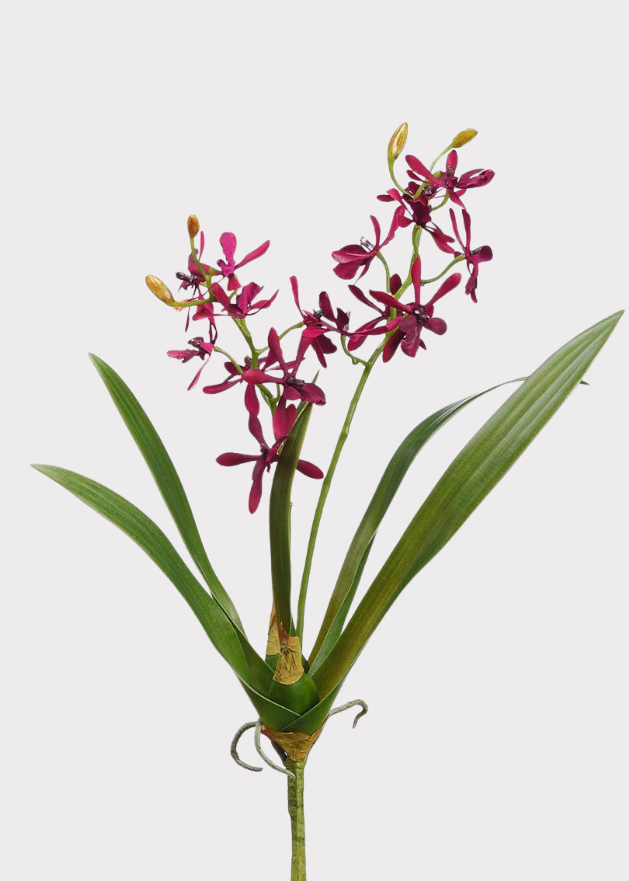 Burgundy Artificial Orchid Stem for Vase Styling