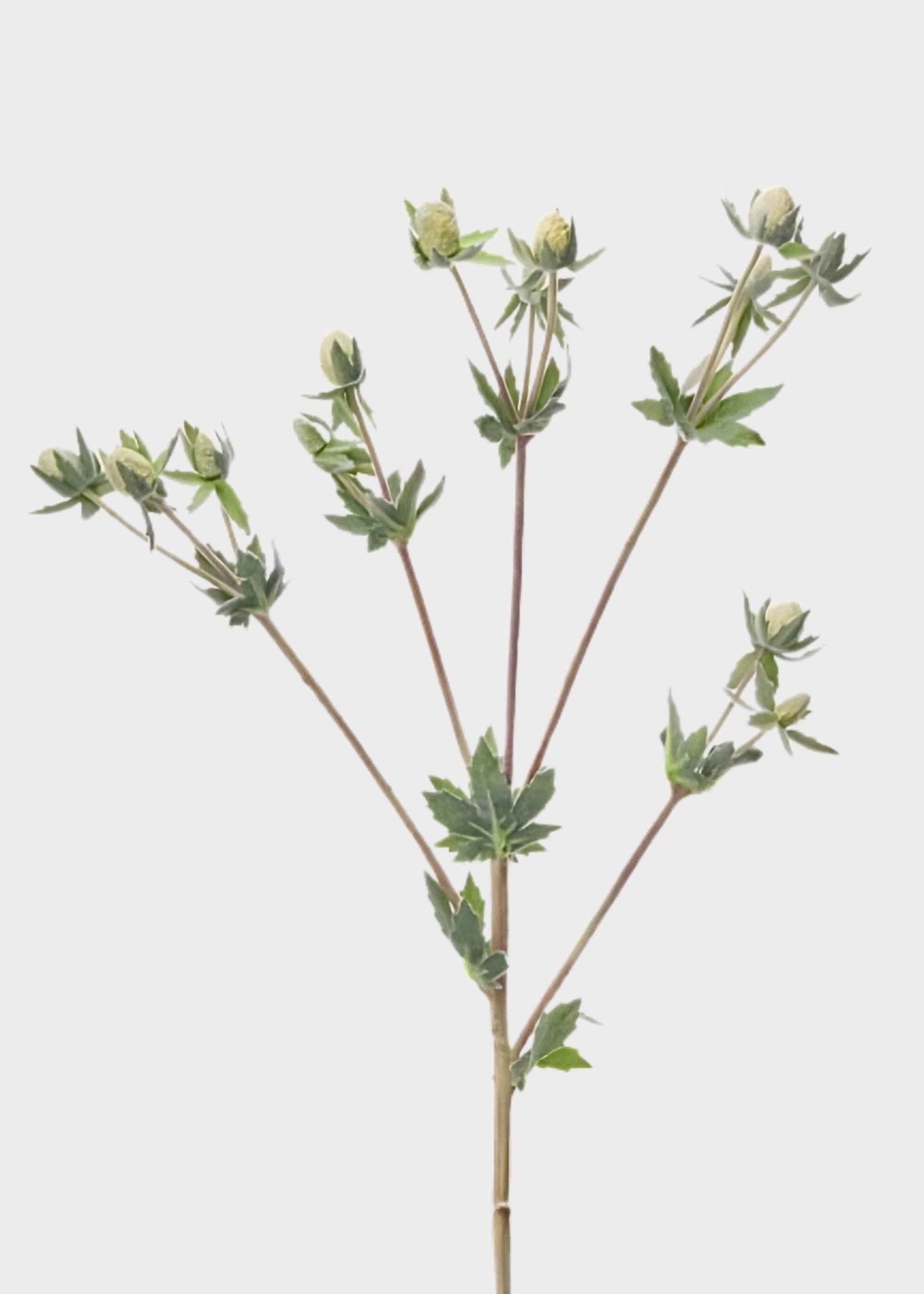 Cream Artificial Echinops Thistle Wildflower Spray for Vase Styling