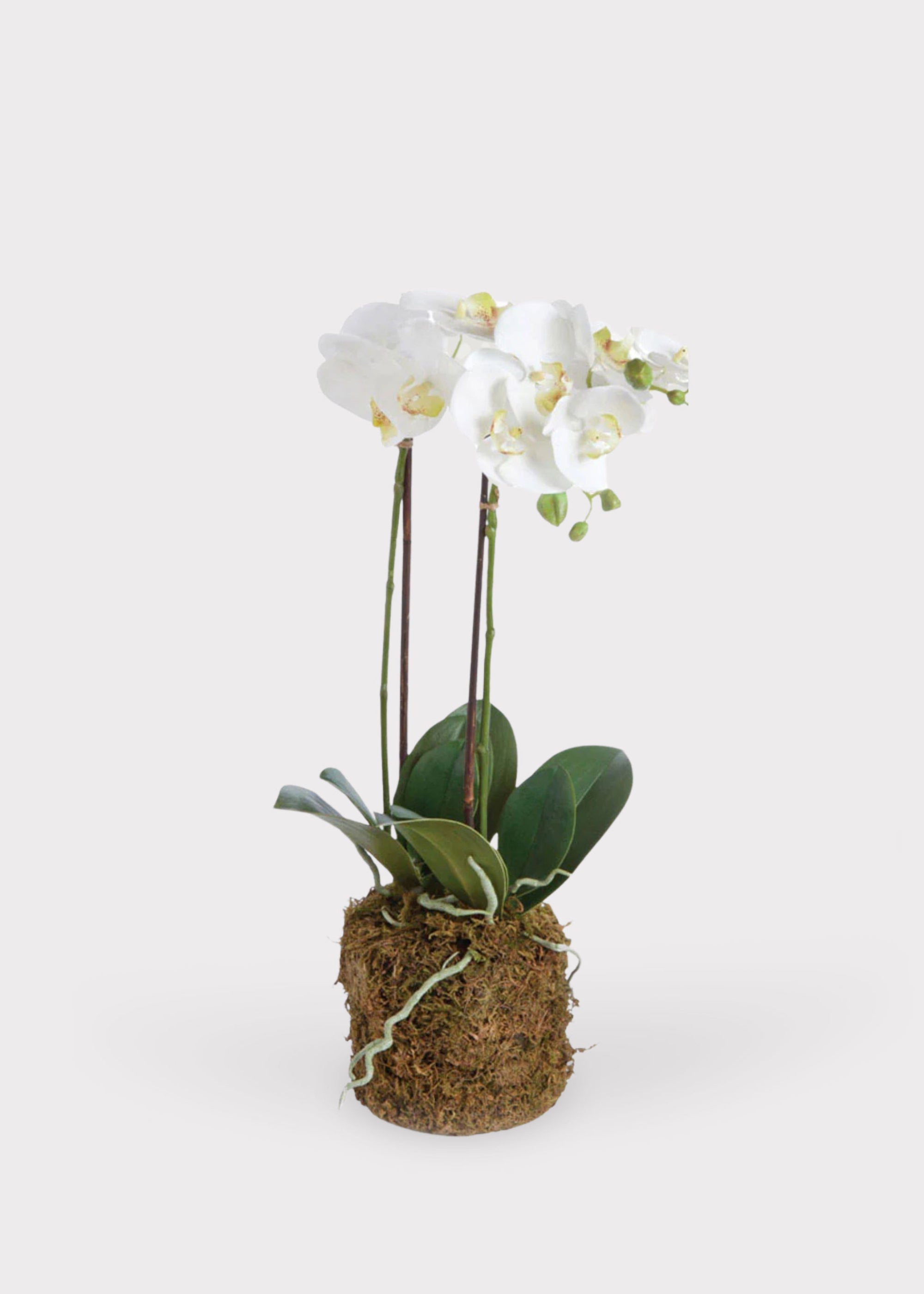 White Artificial Orchid Arrangement for Vase Styling