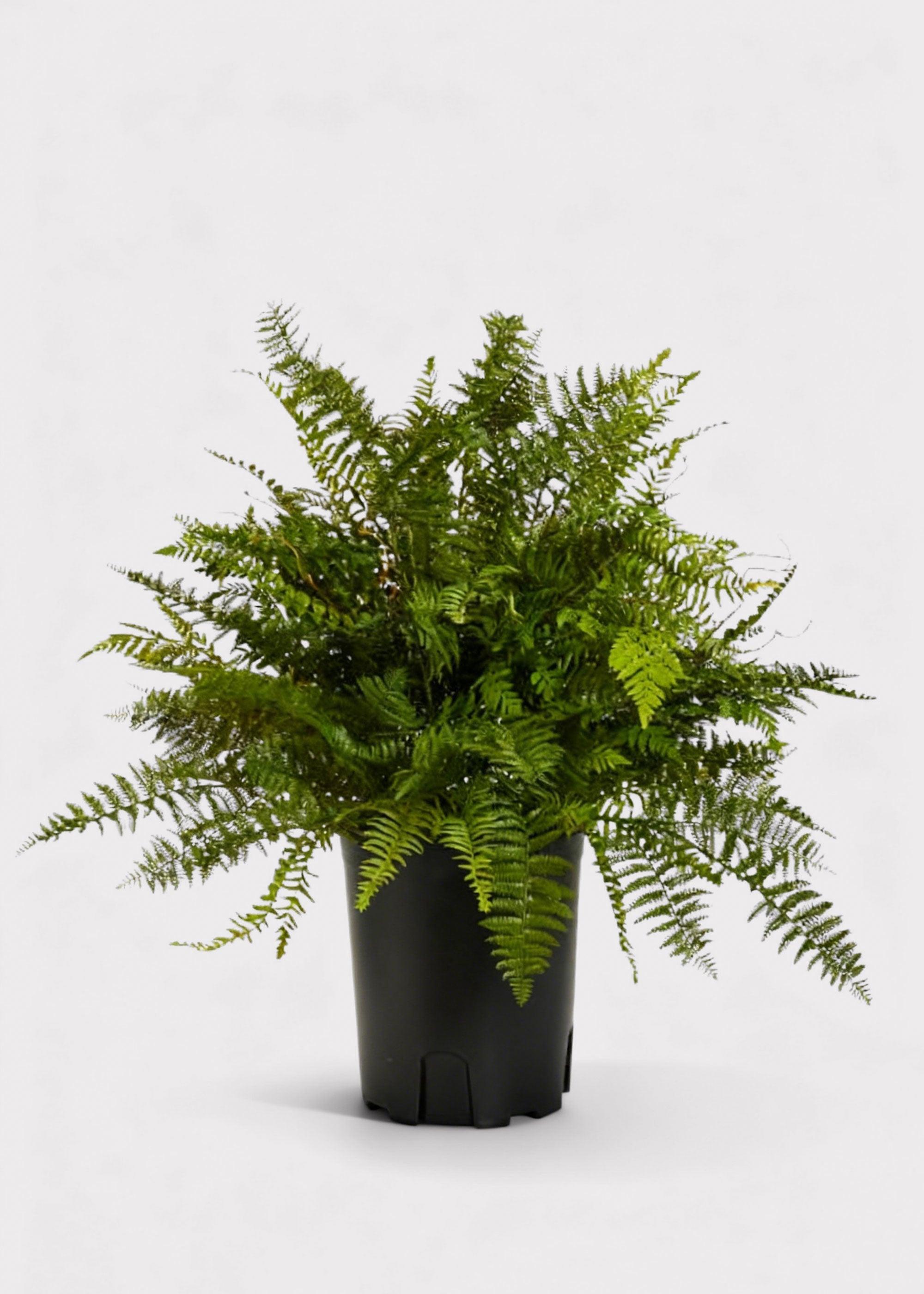 Green Artificial Fern Potted Plant for Vase Styling