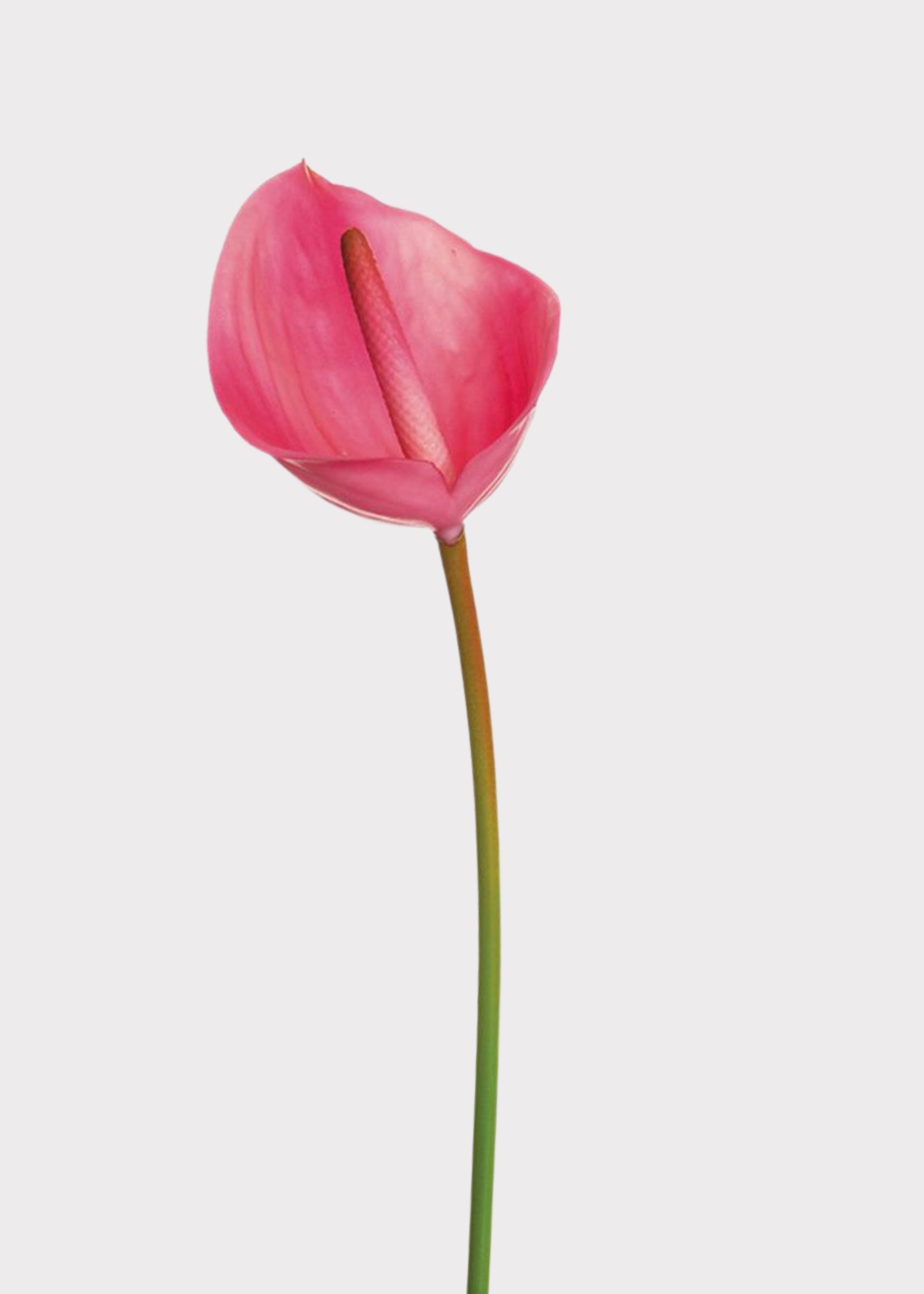 Pink Real Touch Artificial Real Touch Anthurium Tropical for Vase Styling
