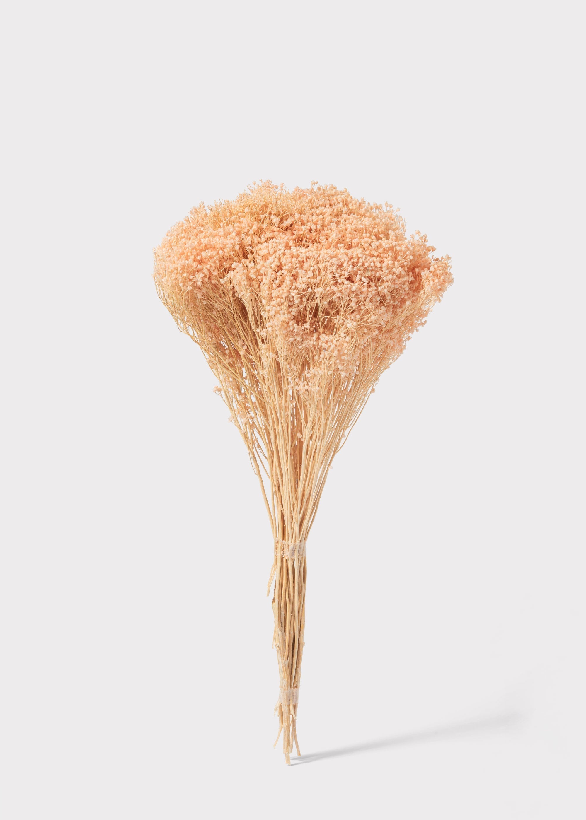 Pink Dried Gypsy Broom Bloom for Home Decor