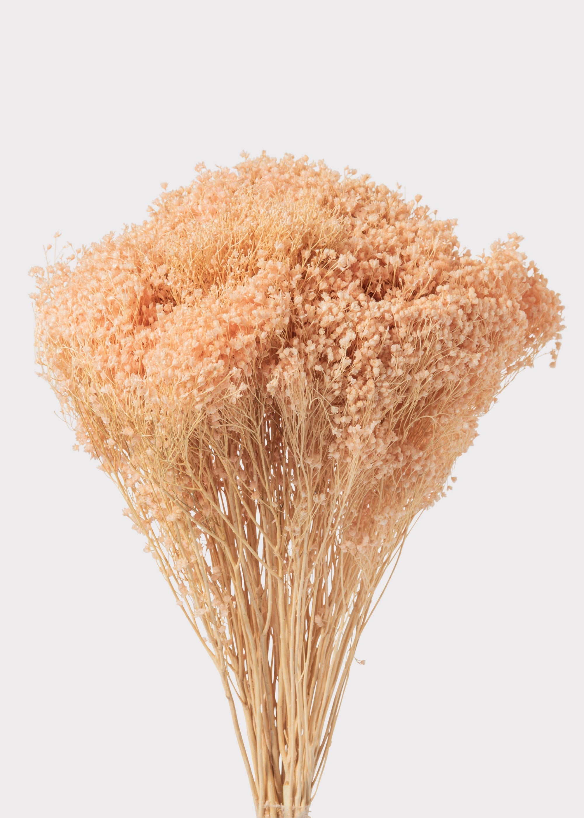 Pink Dried Gypsy Broom Bloom for Vase Styling