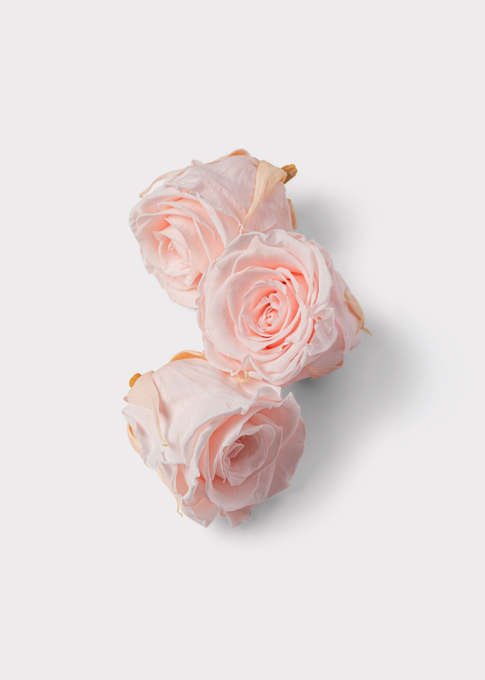 Pink Dried Rose Bundle for Home Decor