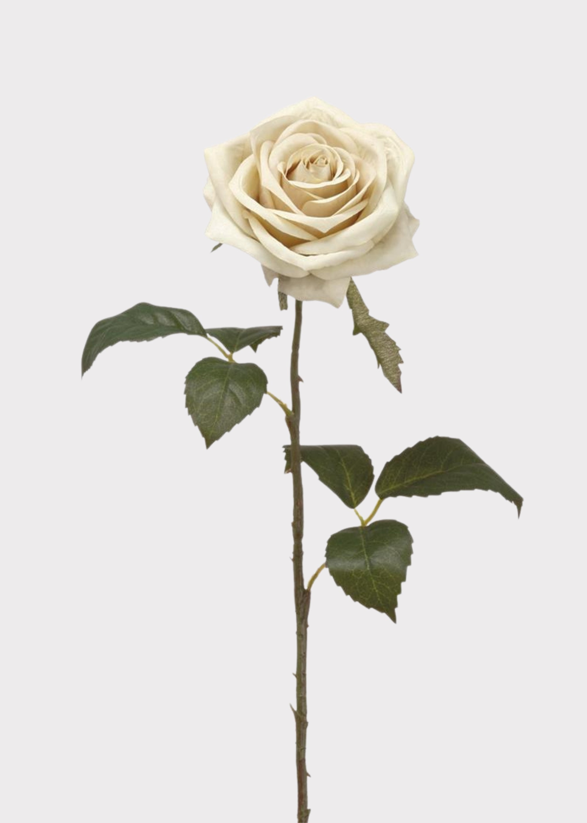 Cream Artificial Rose Stem for Vase Styling