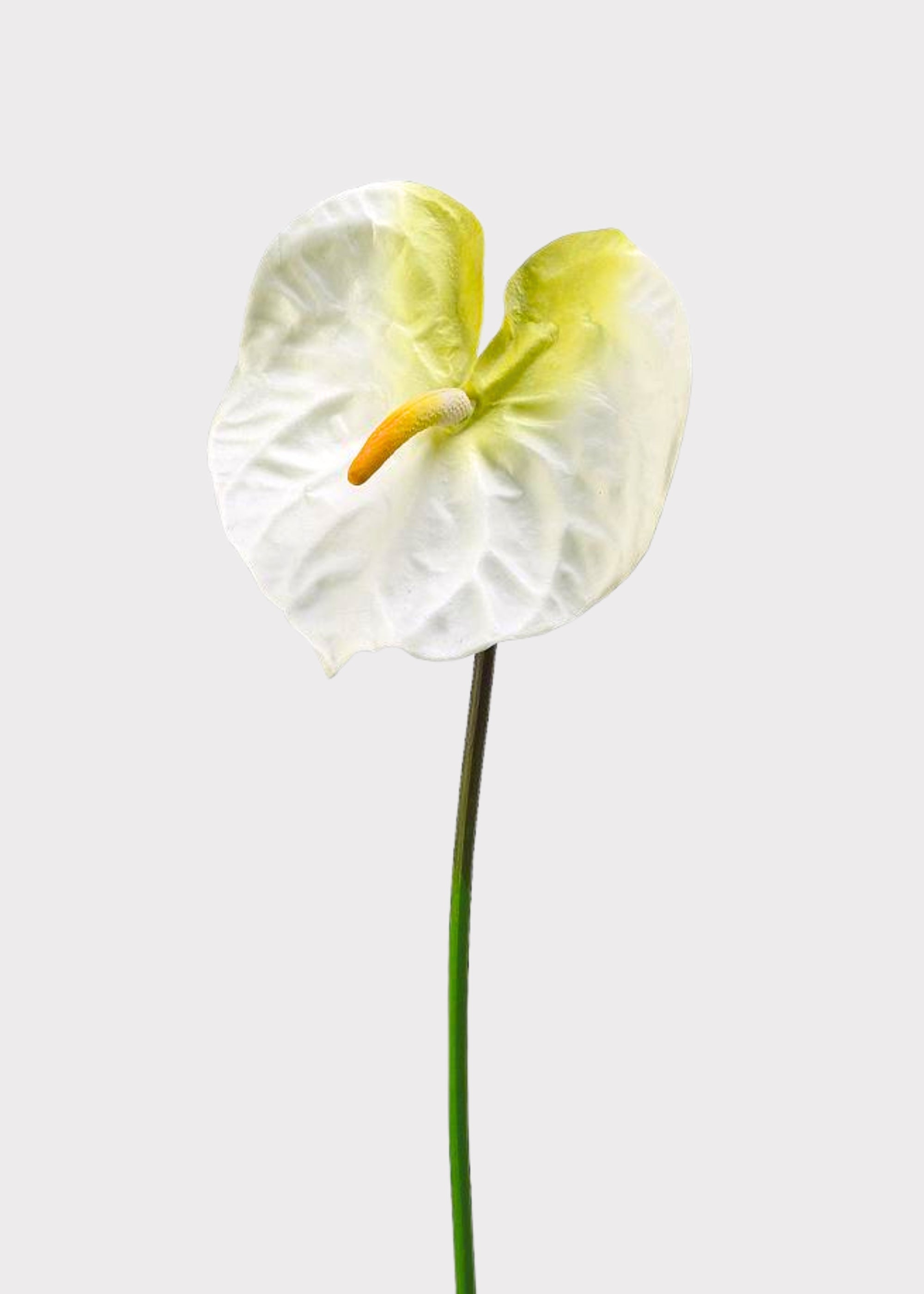 Cream Artificial White Anthurium Tropical for Vase Styling
