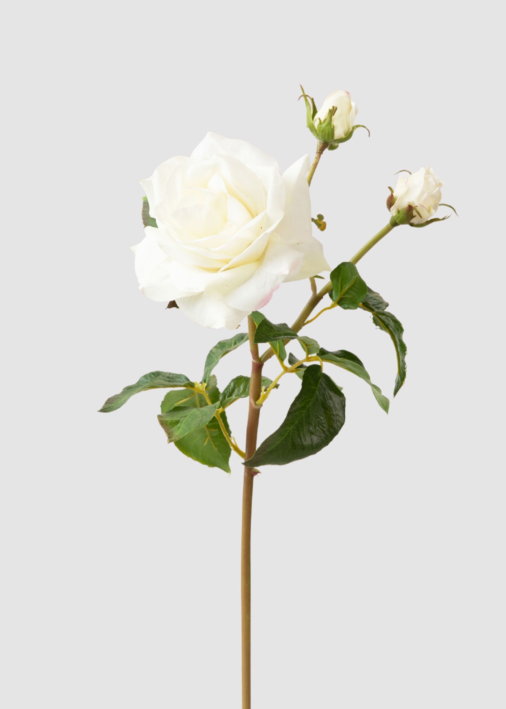 Cream Real Touch Artificial Rose Bundle for Home Decor
