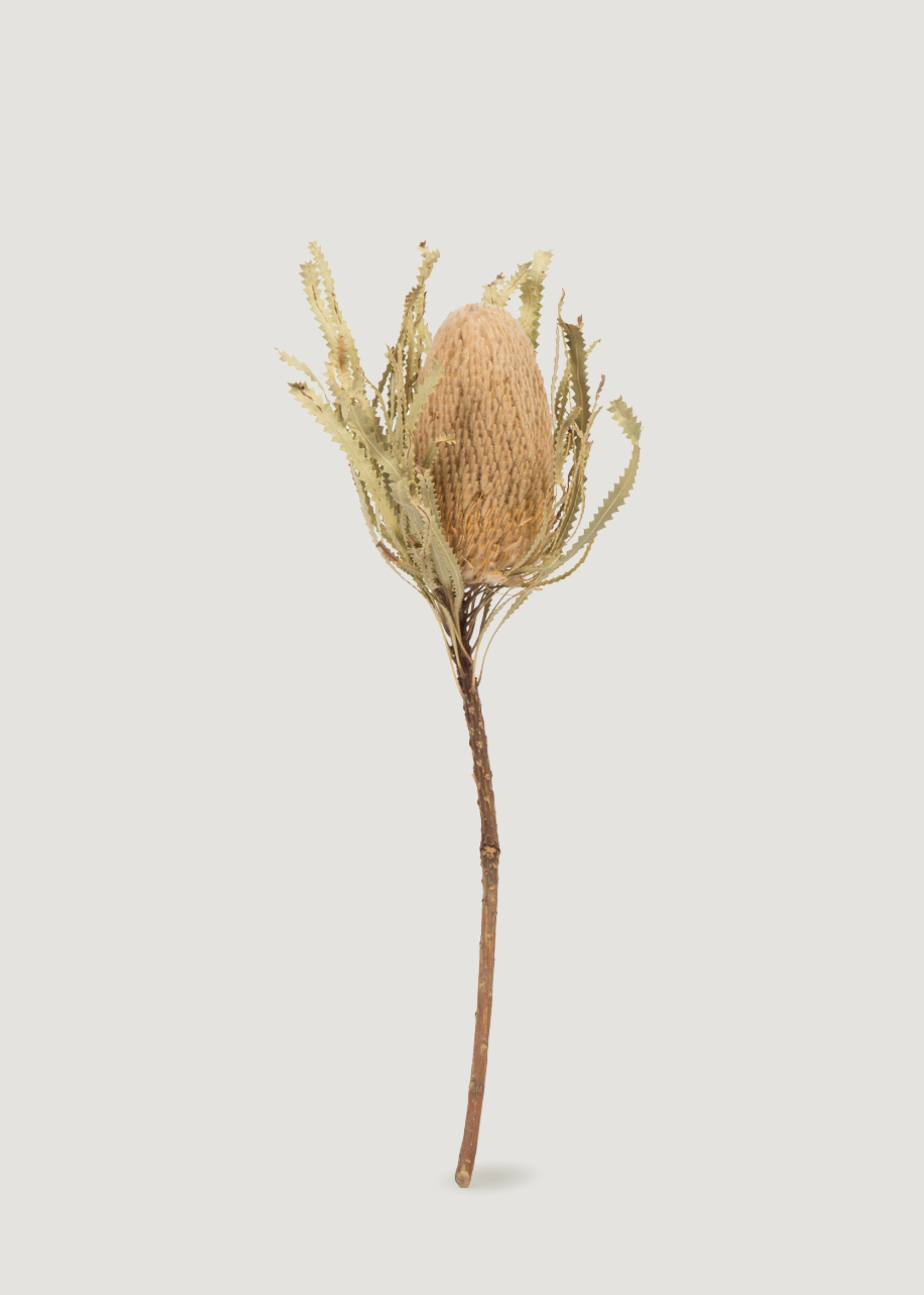 Natural Dried Banksia Hookeriana Bundle for Shelf Styling