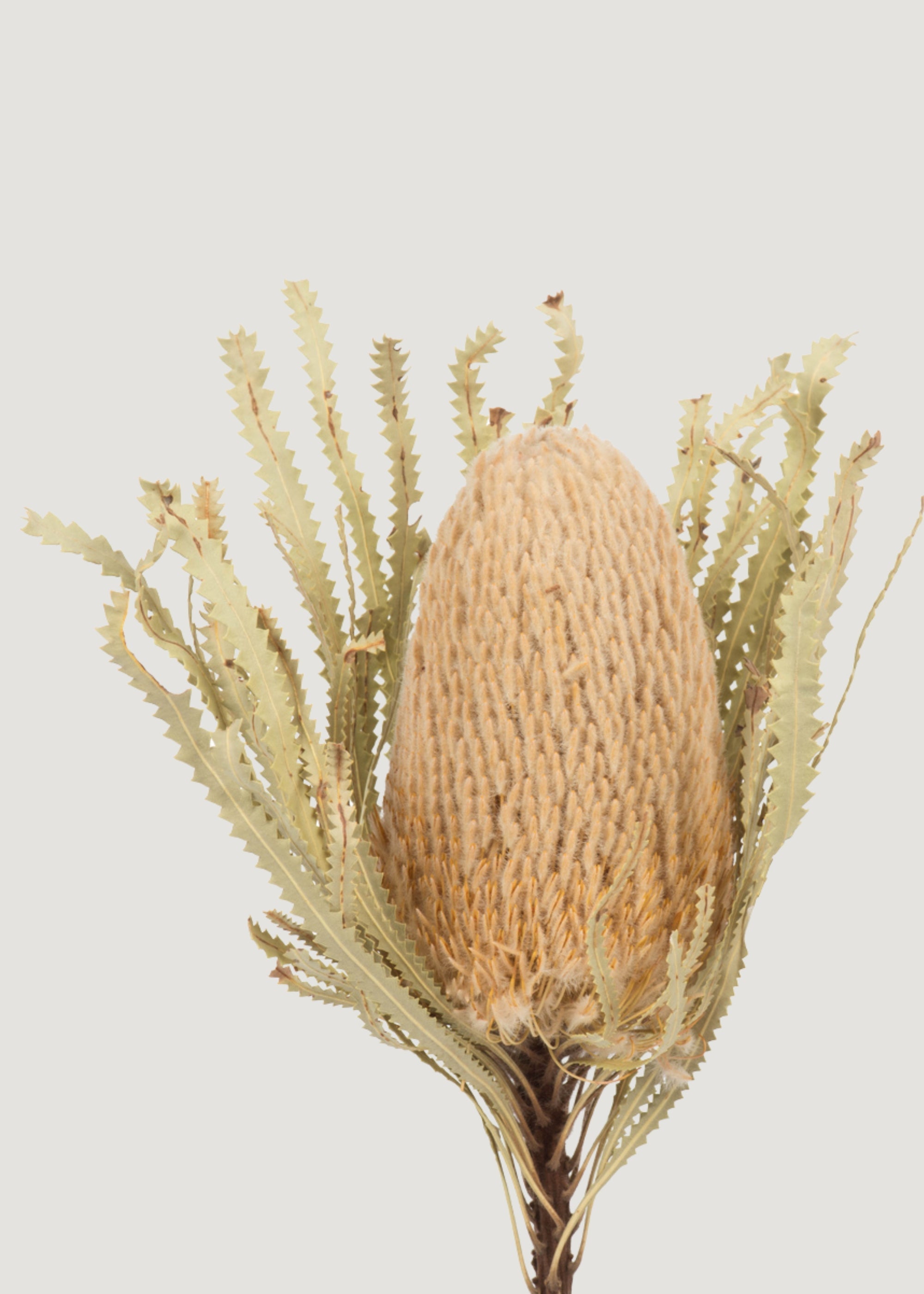 Natural Dried Banksia Hookeriana Bundle for Table Centerpiece