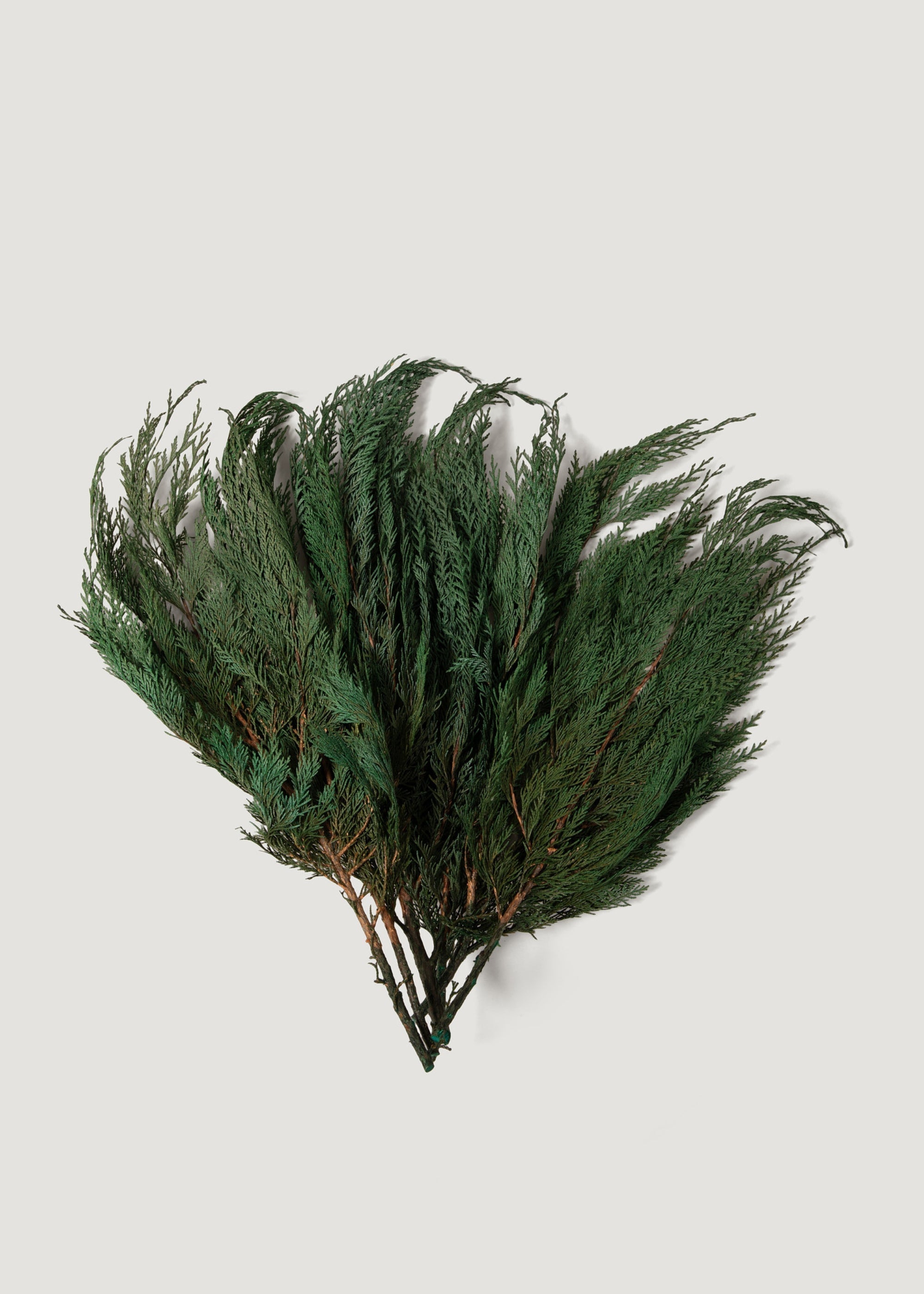 Dried Cedar Bundle for Vase Styling