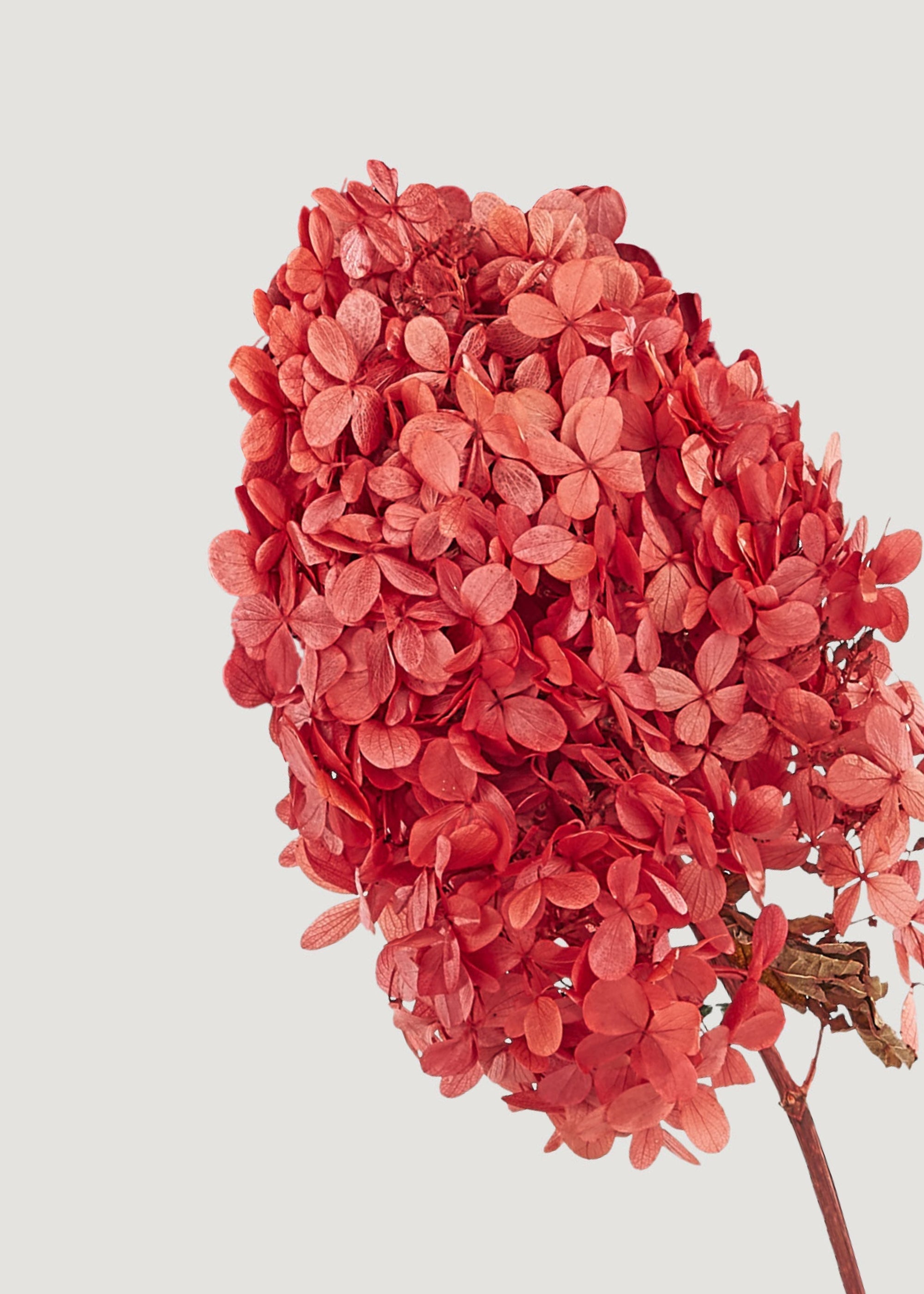 Pink Dried Hydrangea Bundle for Table Centerpiece