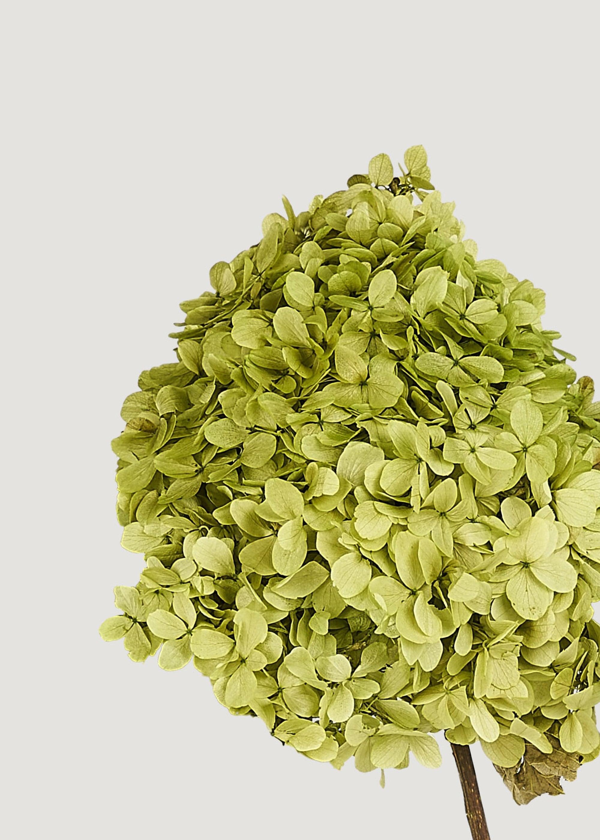 Green Dried Hydrangea Bundle for Home Decor