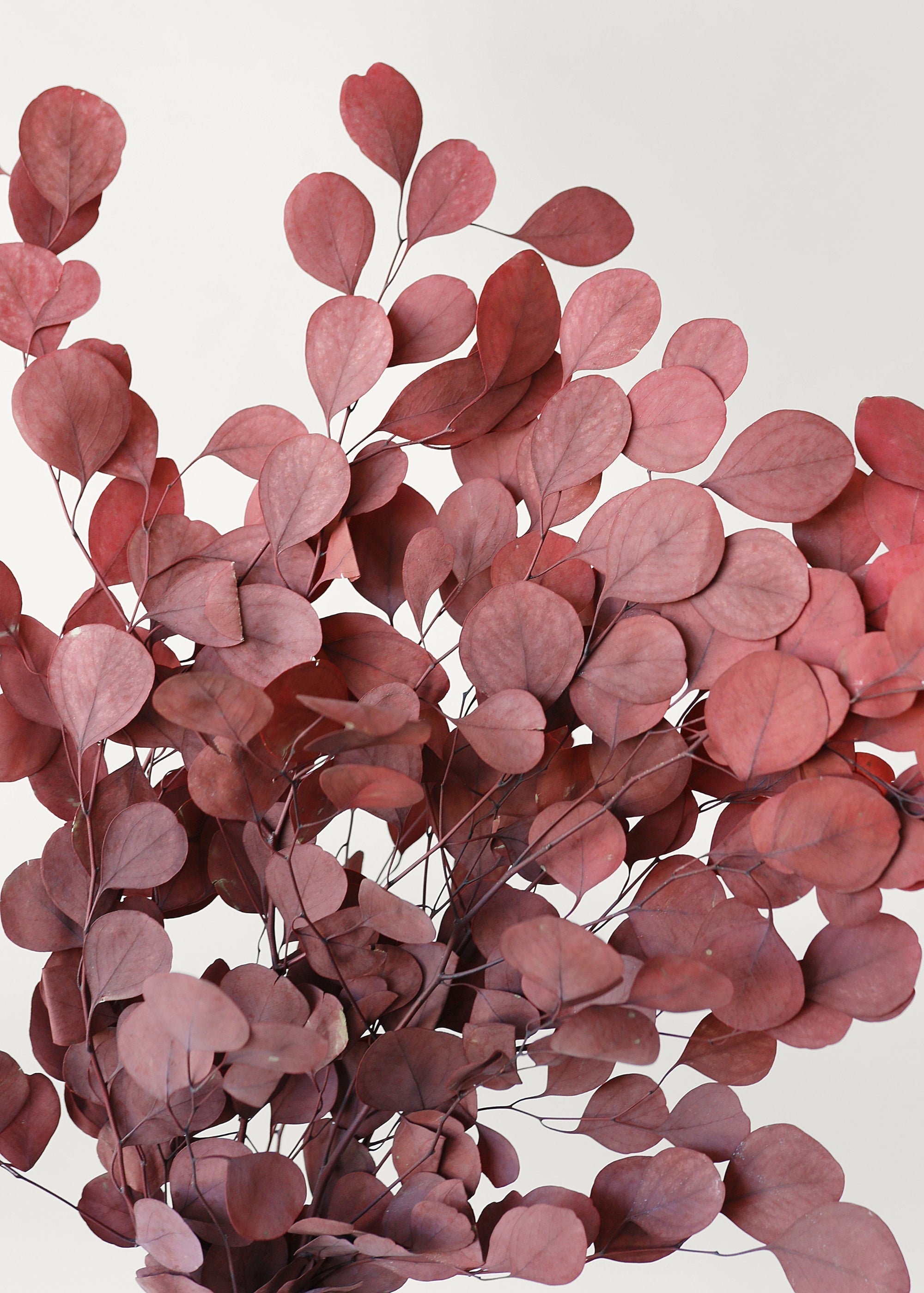 Red Dried Eucalyptus Bundle for Entryway Arrangement