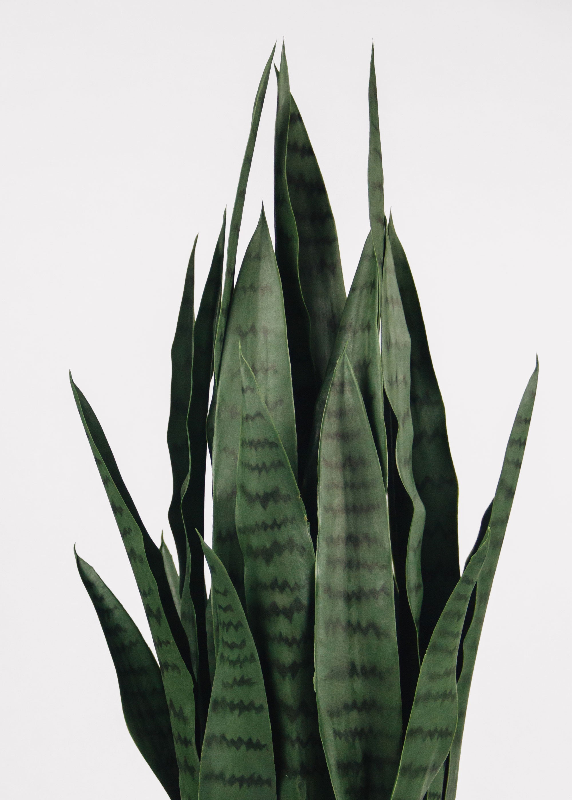 Green Artificial Outdoor Potted Sansevieria Snake for Wedding Decor