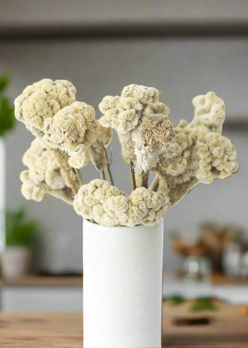 Natural Dried Celosia for Home Decor