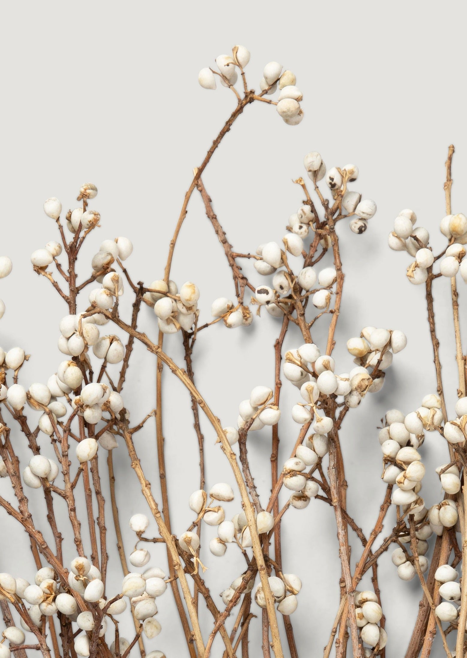Natural Dried Berry Bundle for Wedding Decor
