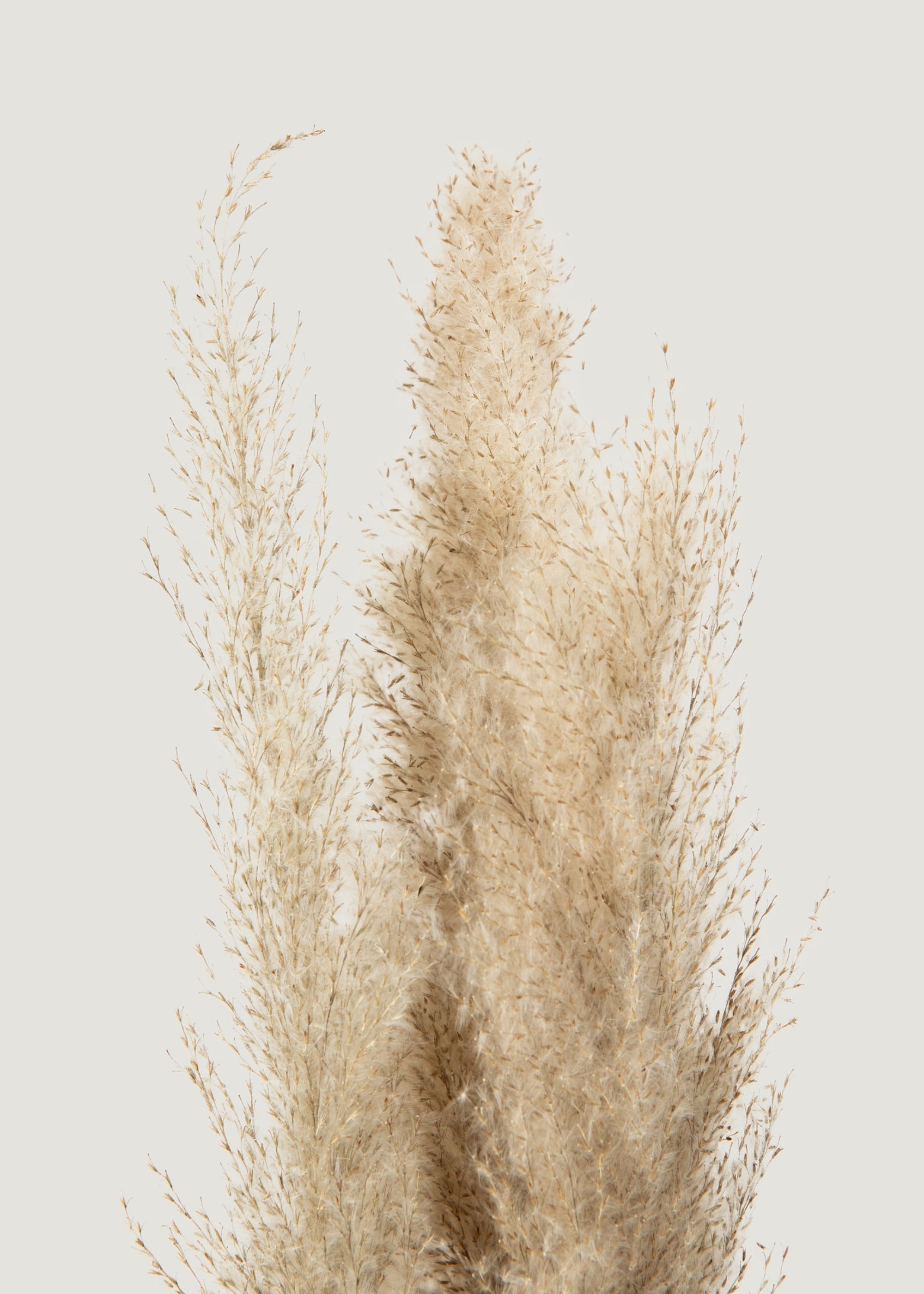 Natural Dried Grass Bundle for Wedding Decor