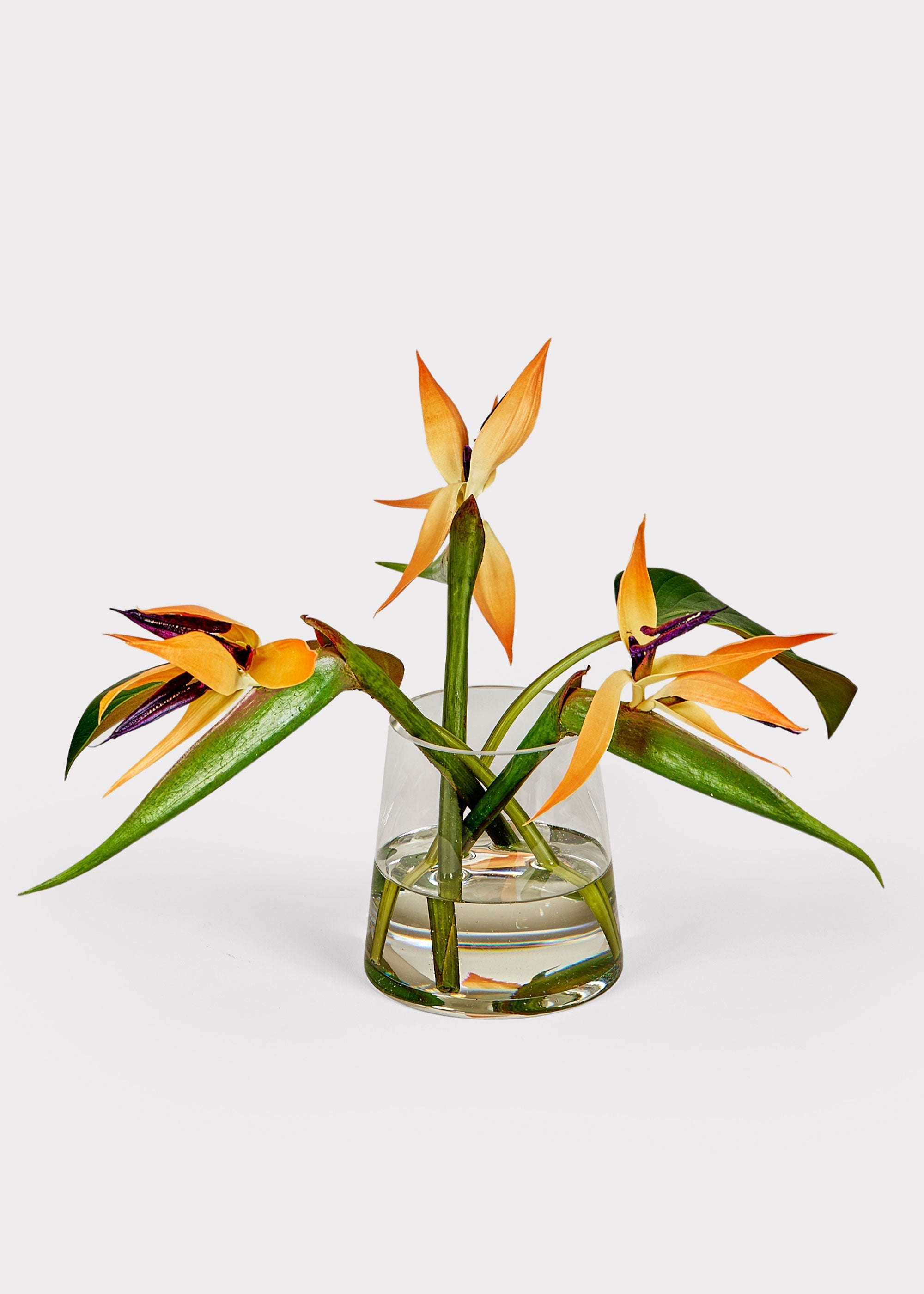 Clear Artificial Tropical Bird Of Paradise Arrangement for Home Decor