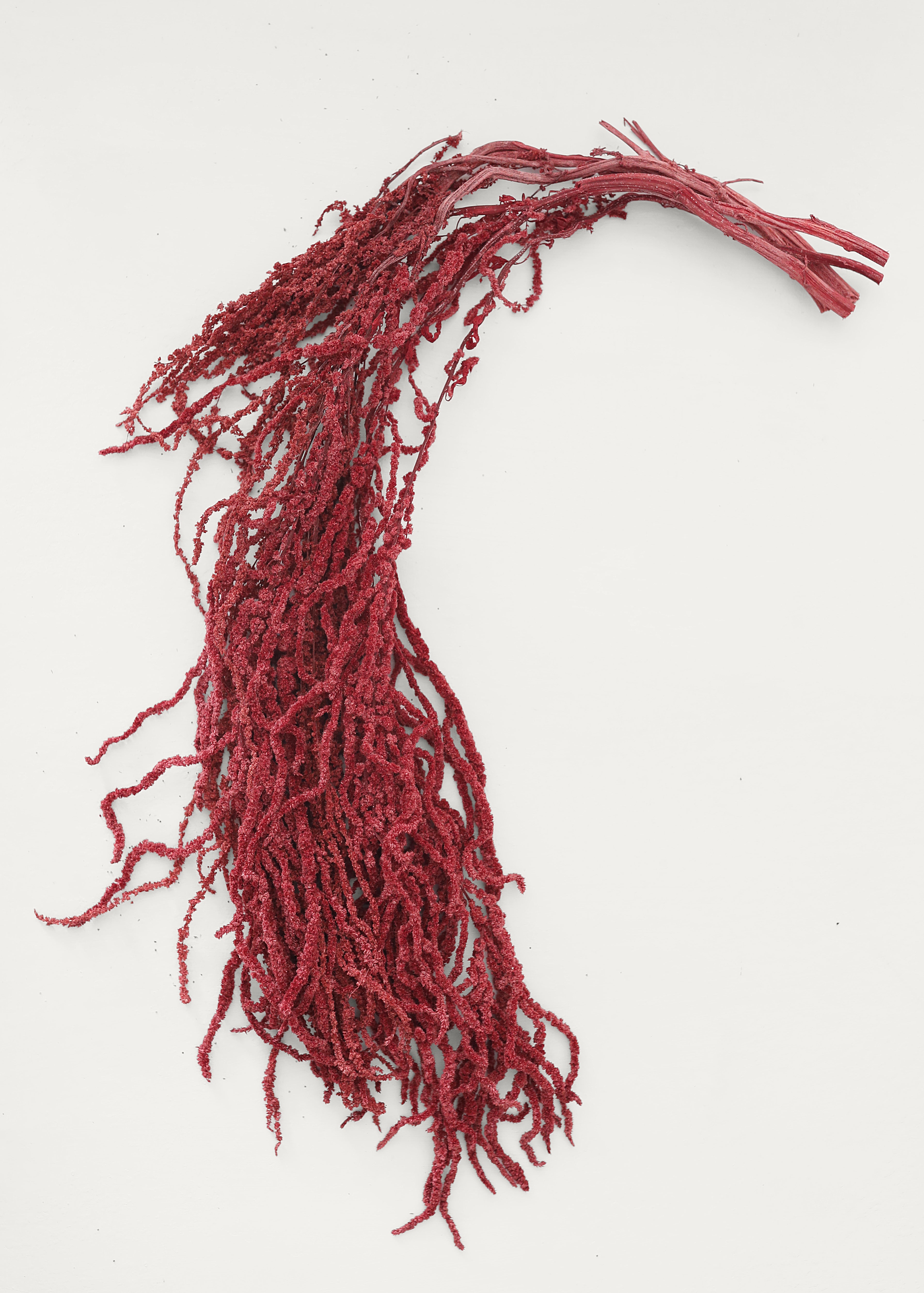 Burgundy Dried Hanging Amaranthus for Vase Styling