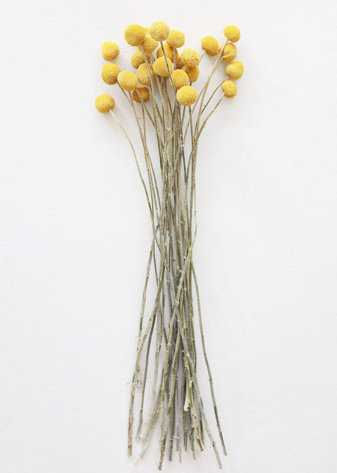 Orange Dried Craspedia Bundle for Home Decor