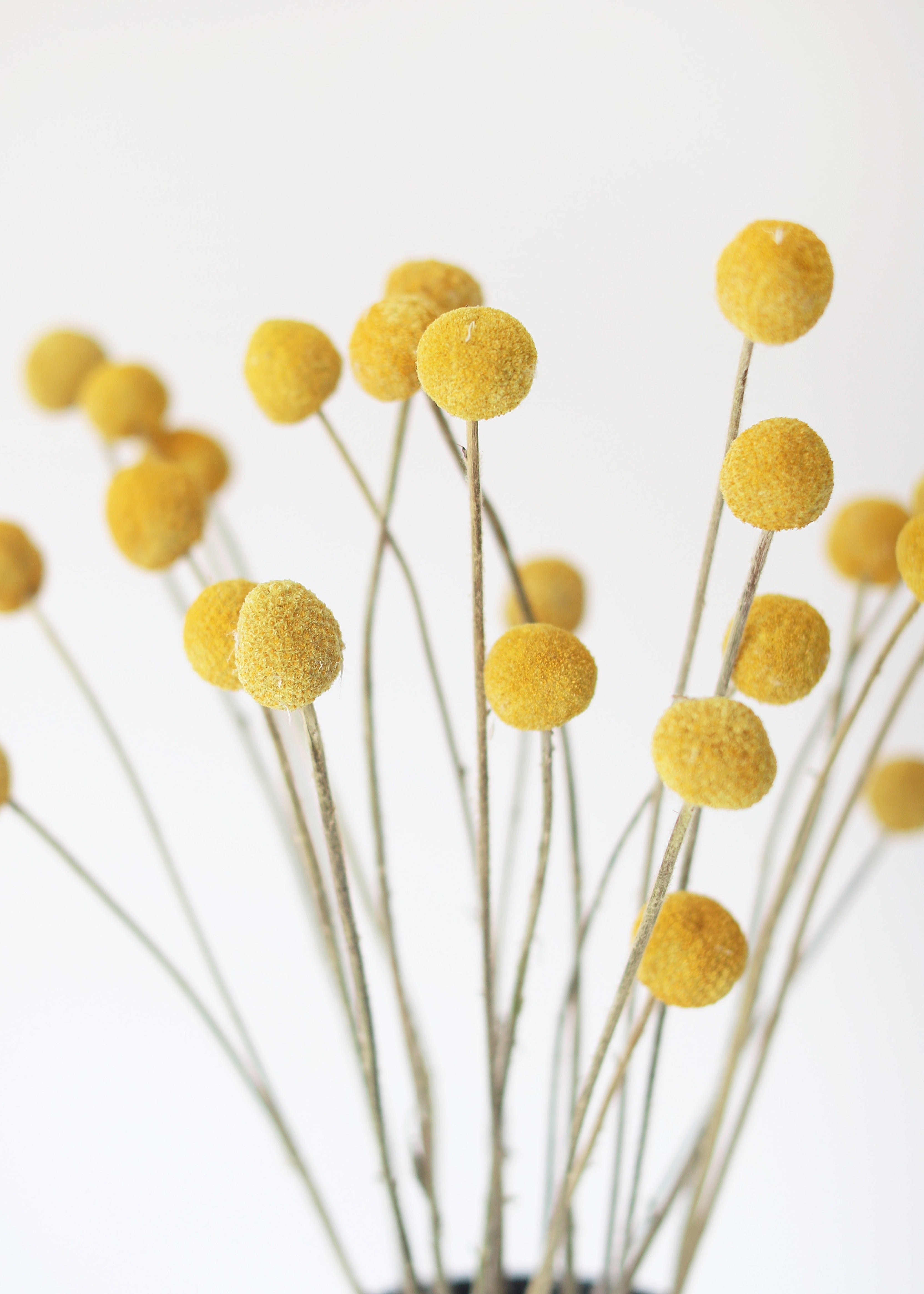Orange Dried Craspedia Bundle for Wedding Decor