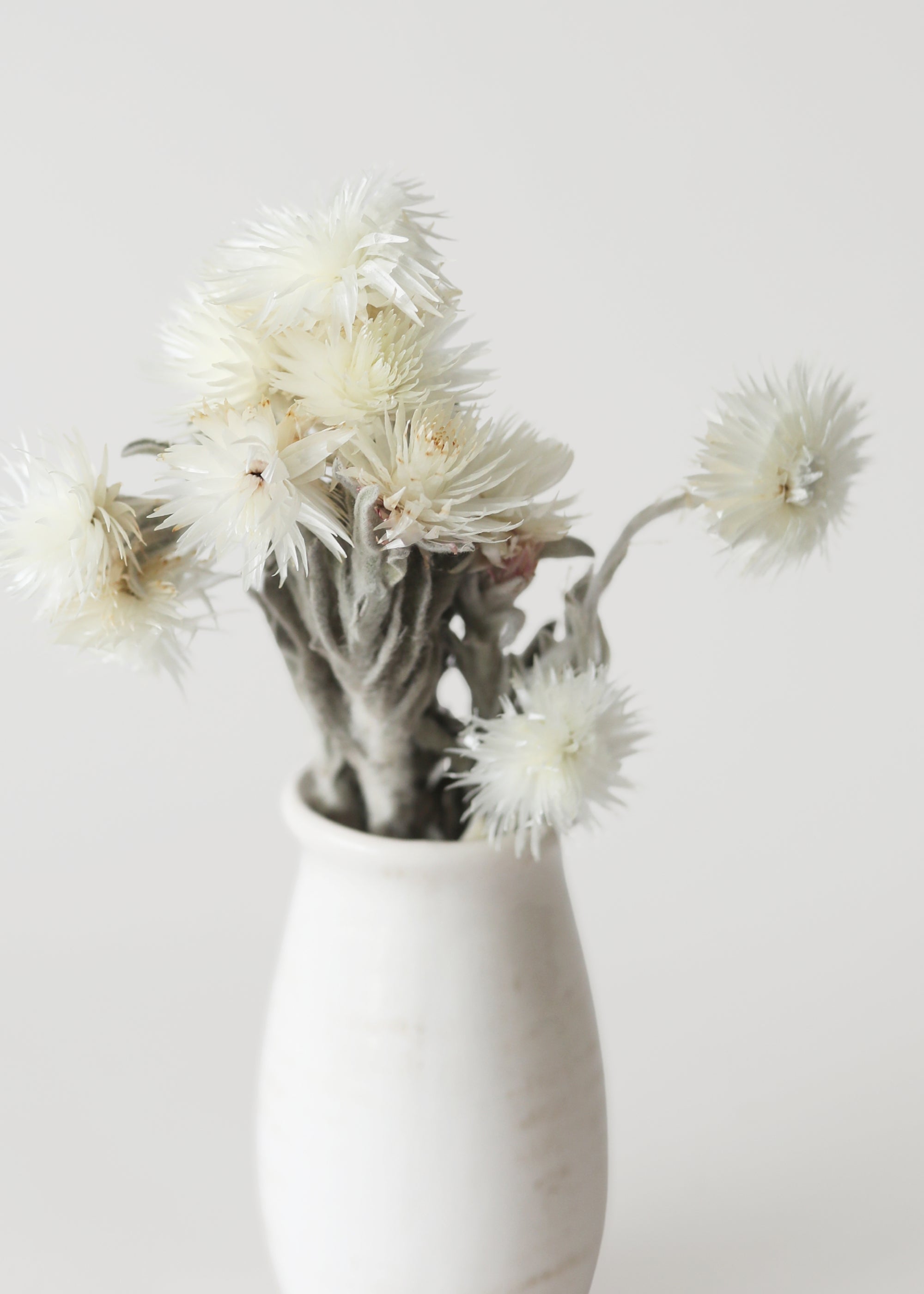 White Dried Daisy Bundle for Home Decor