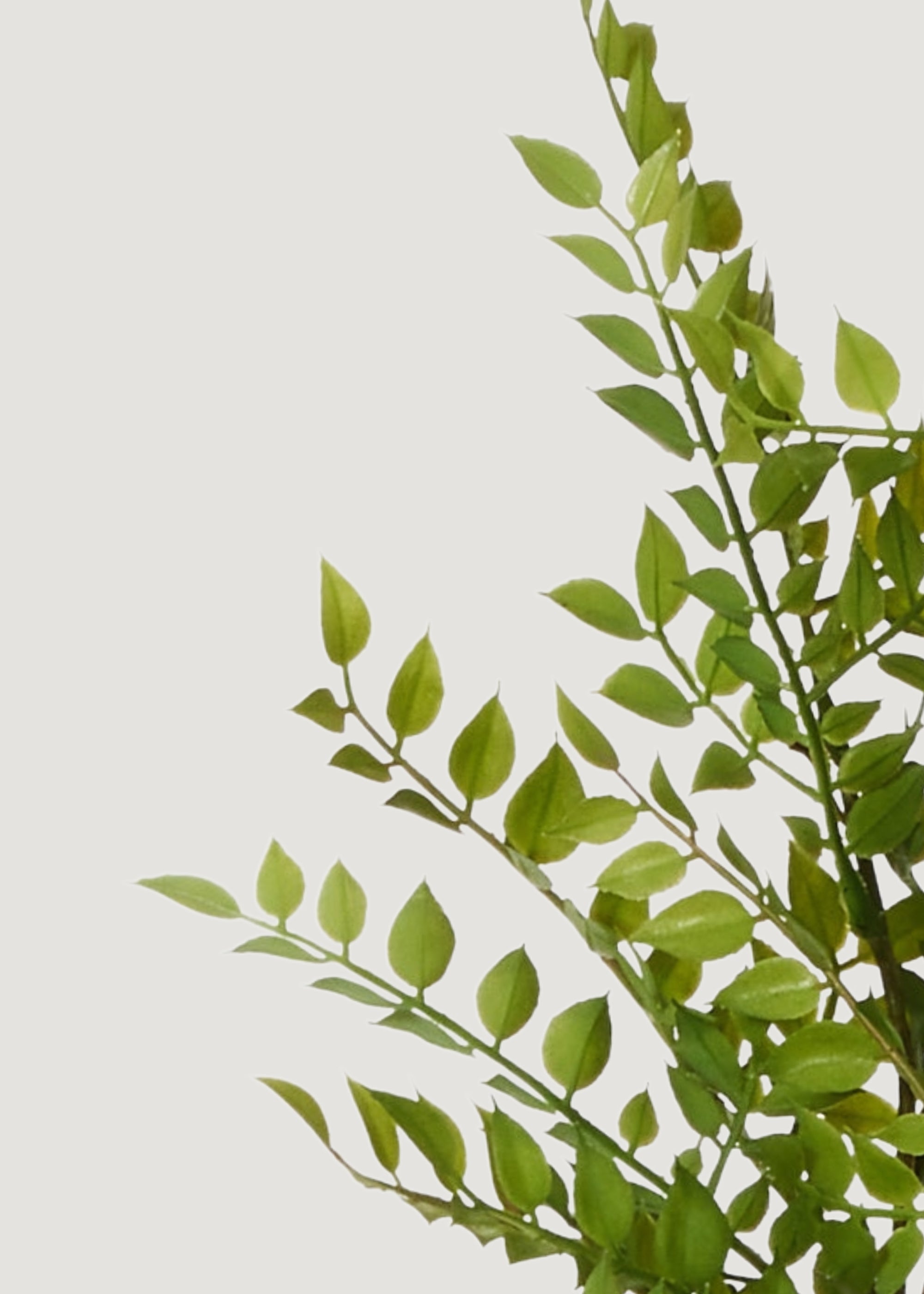 Green Artificial Ruscus Branch for Home Decor