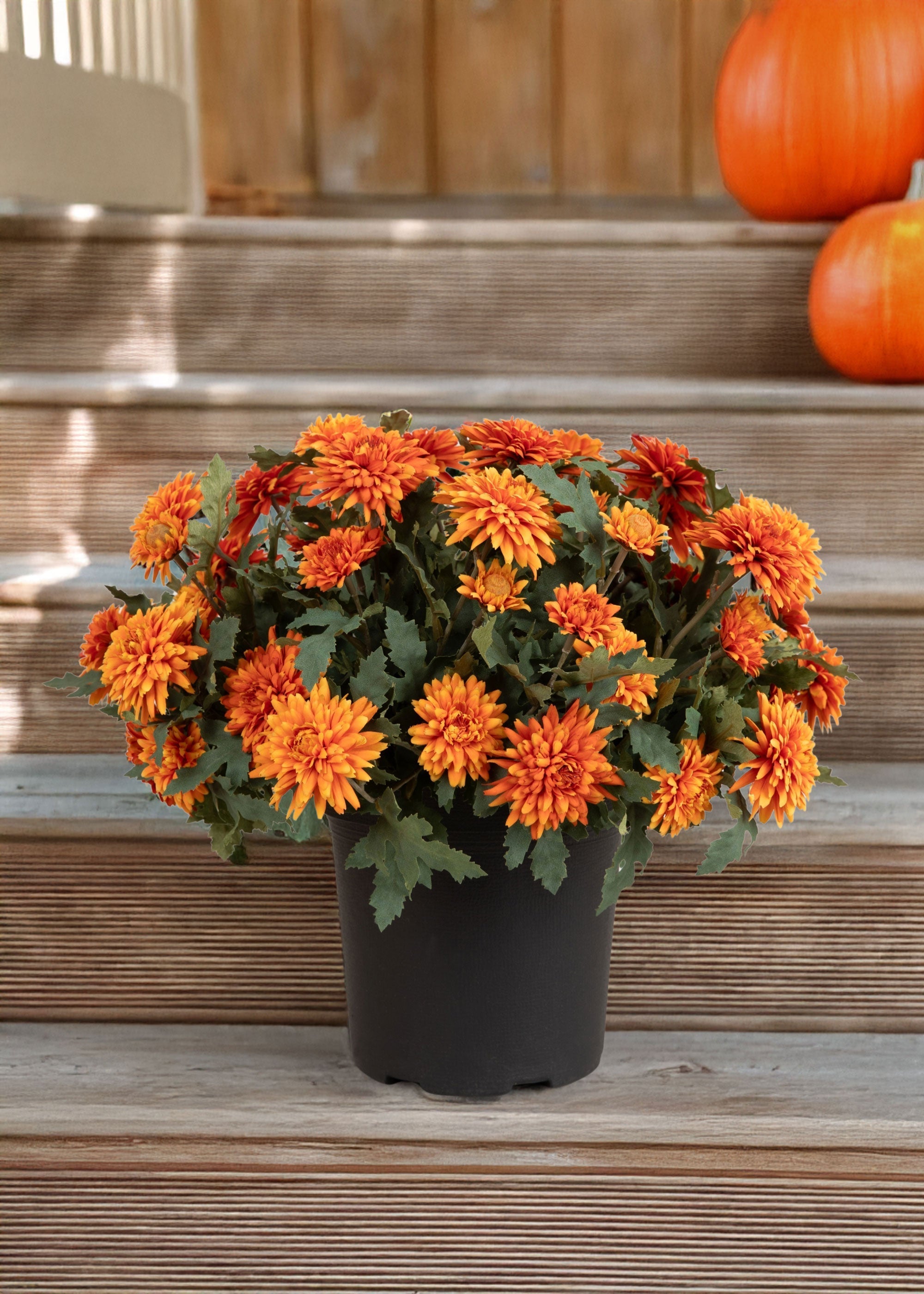Orange Artificial Mum Potted Plant for Home Decor