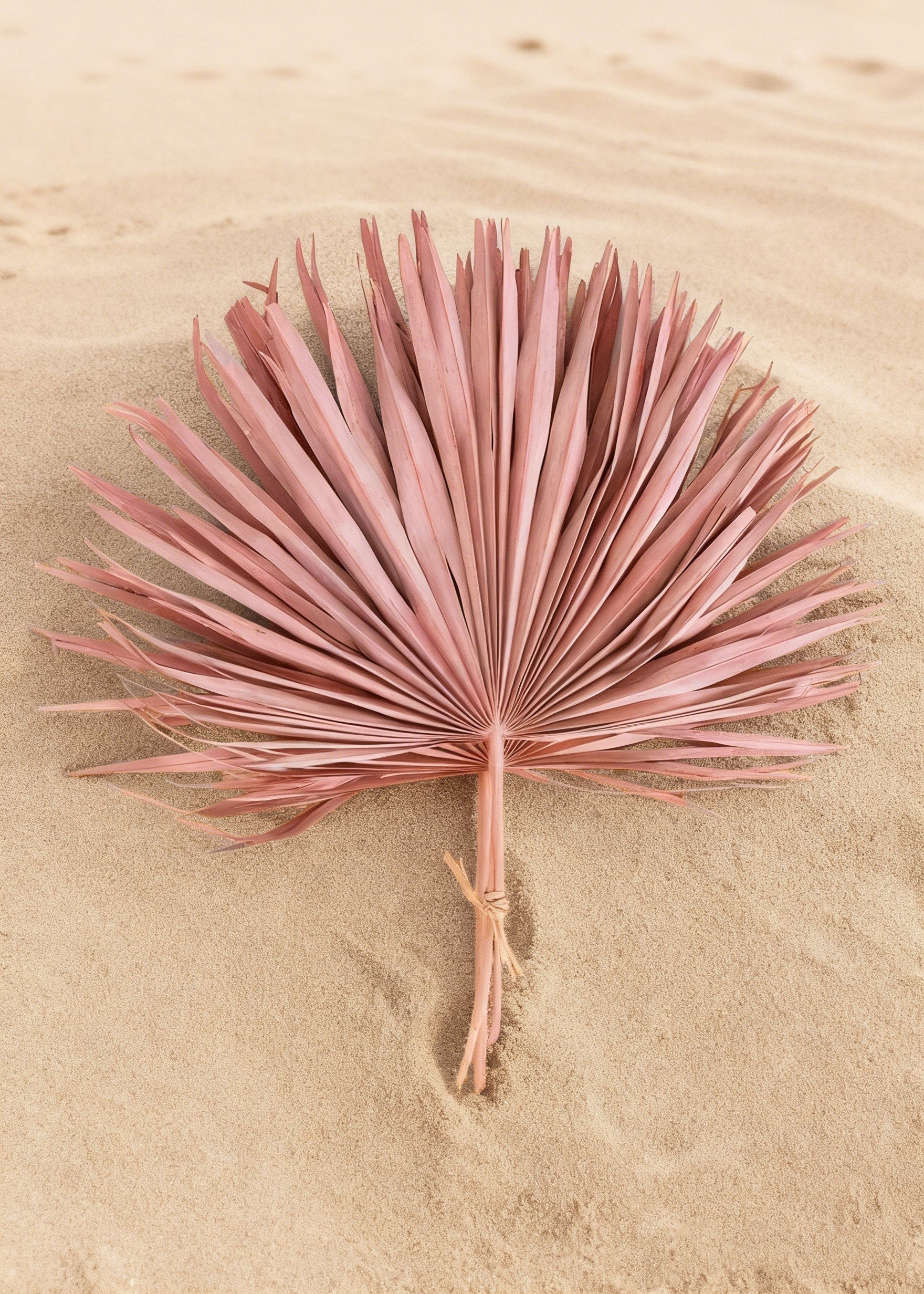 Pink Dried Palm Bundle for Wedding Decor