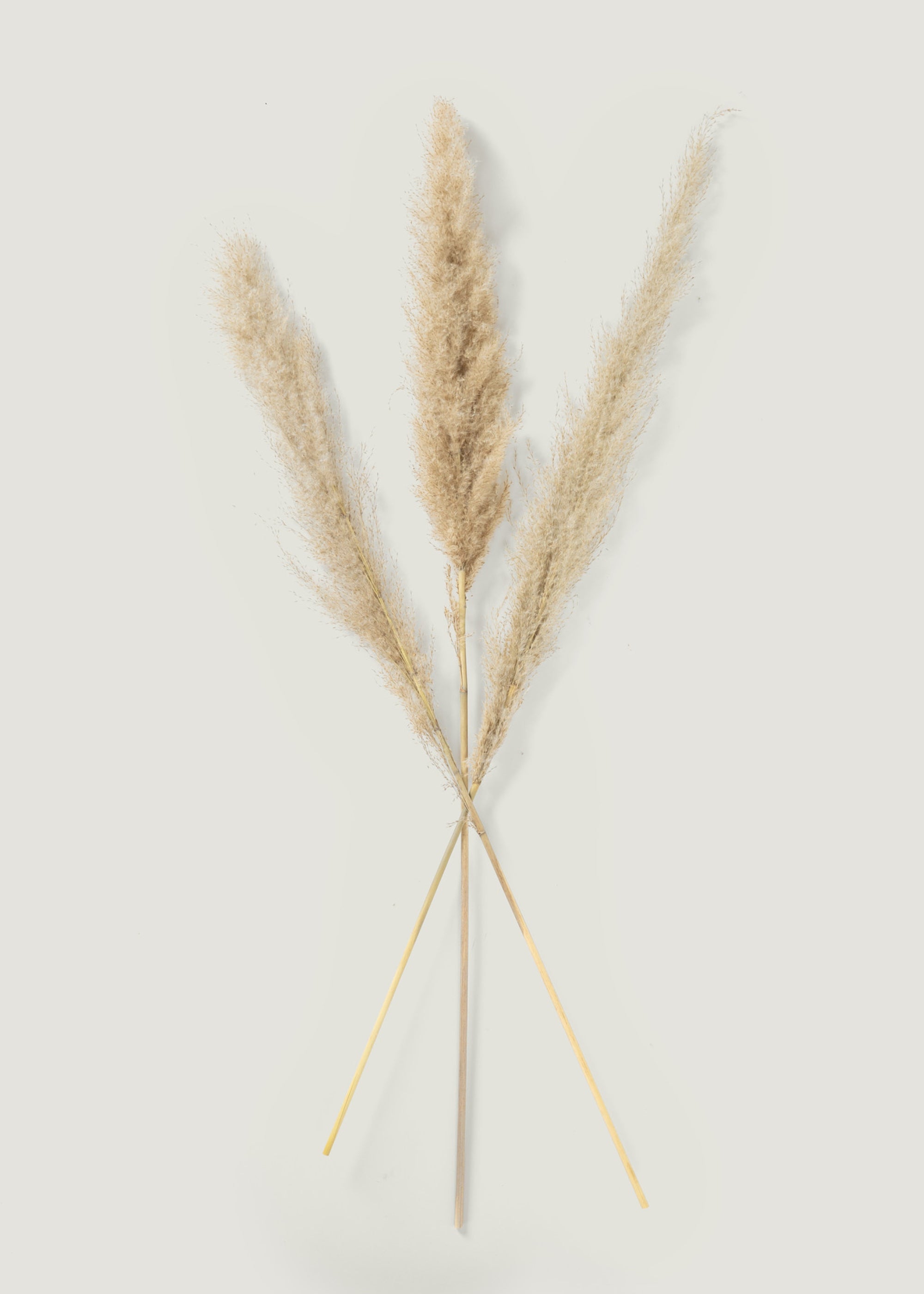 Natural Dried Grass Bundle for Vase Styling