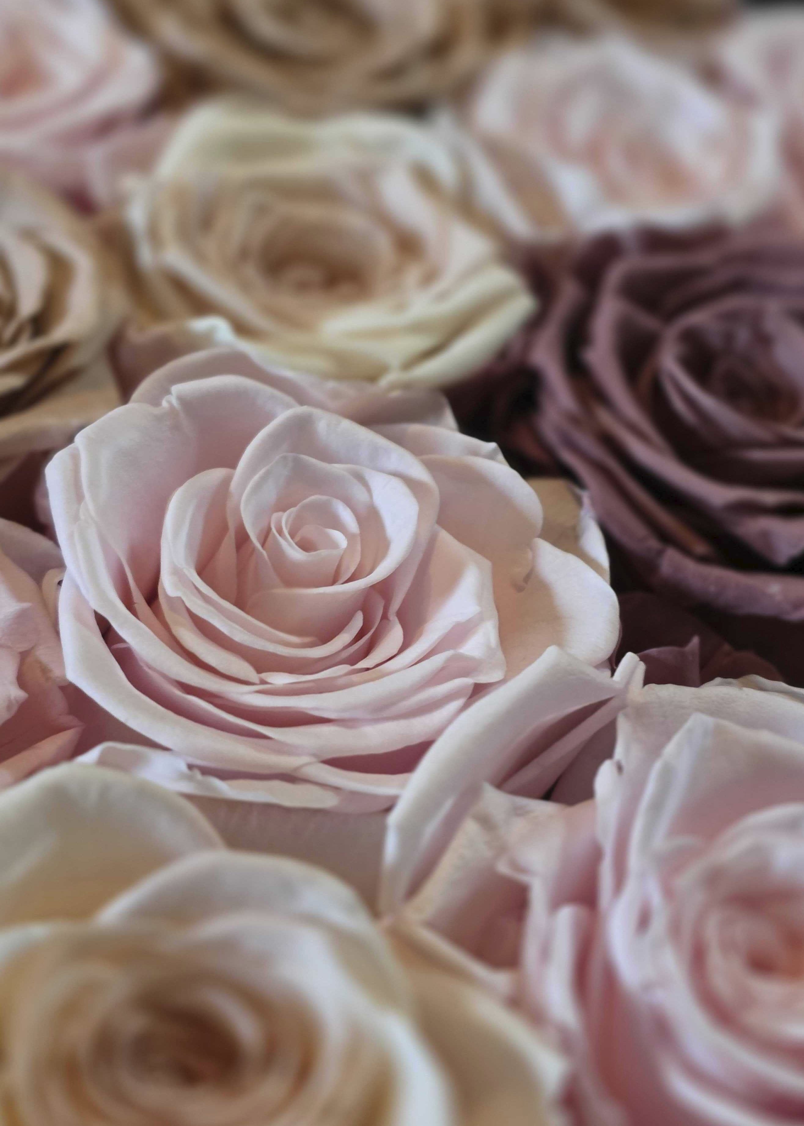 Dried Rose Stems for Home Decor