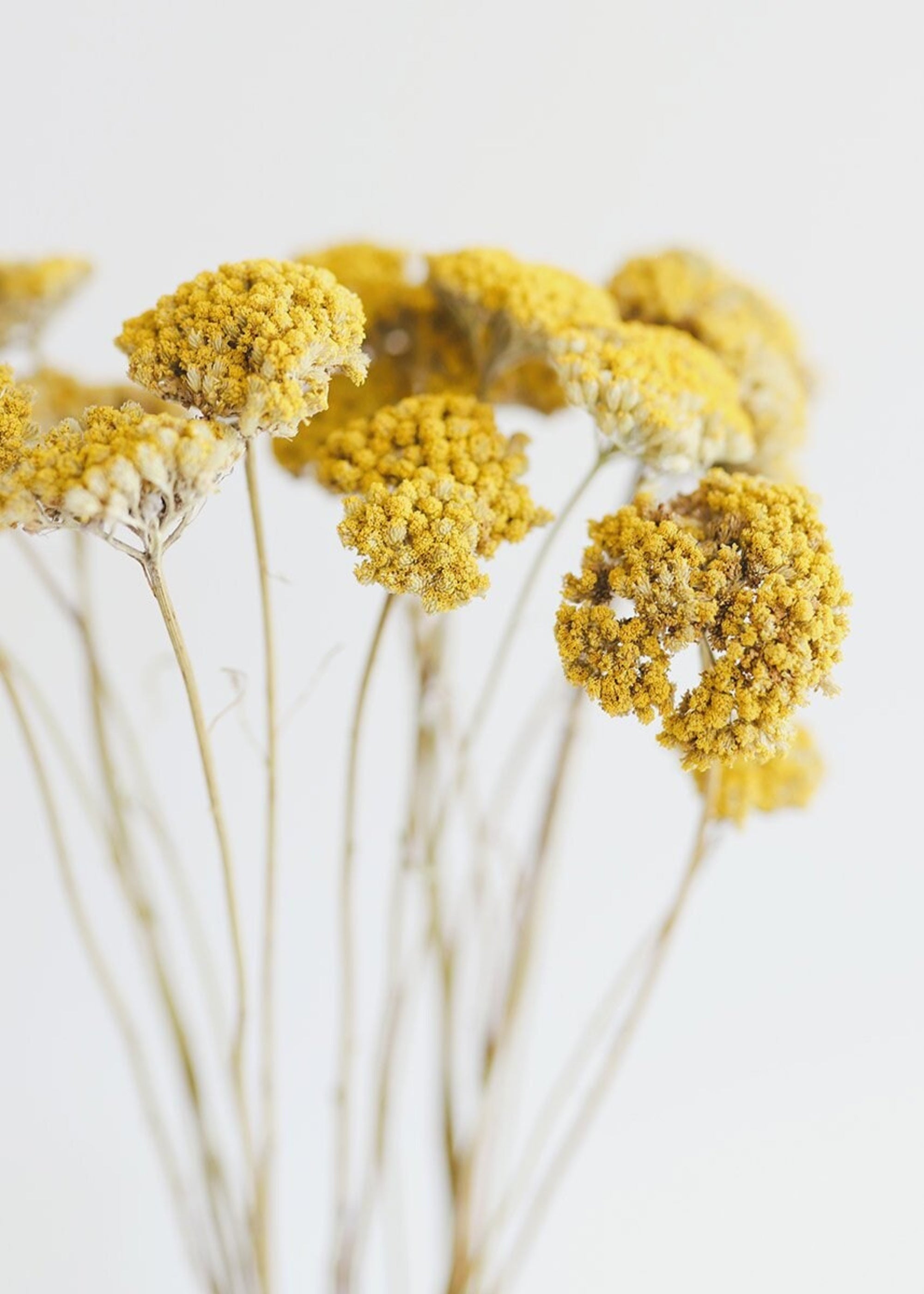 Yellow Dried Bundle Yellow Yarrow for Vase Styling