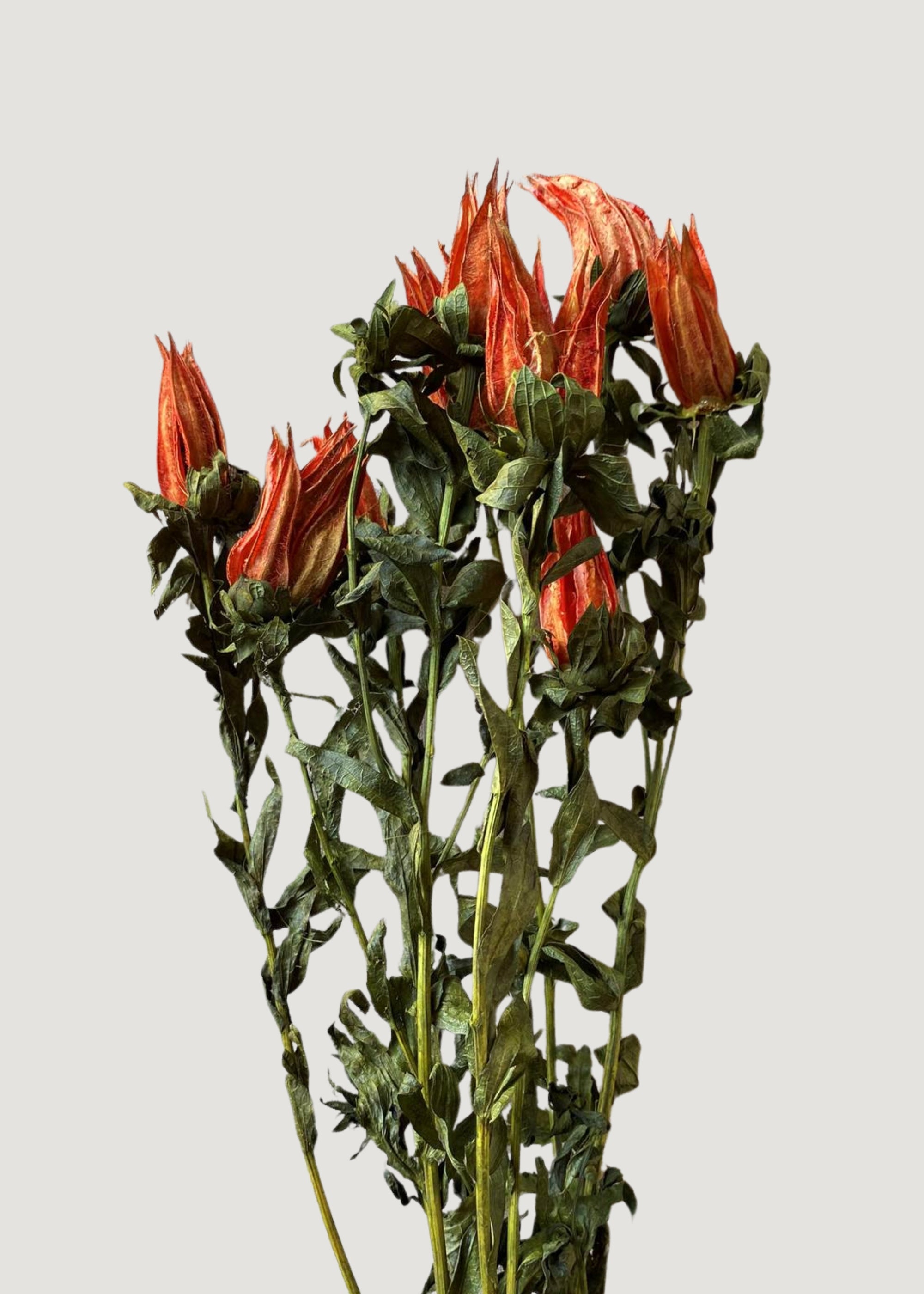 Orange Dried Indian Paintbrush Stems for Vase Styling