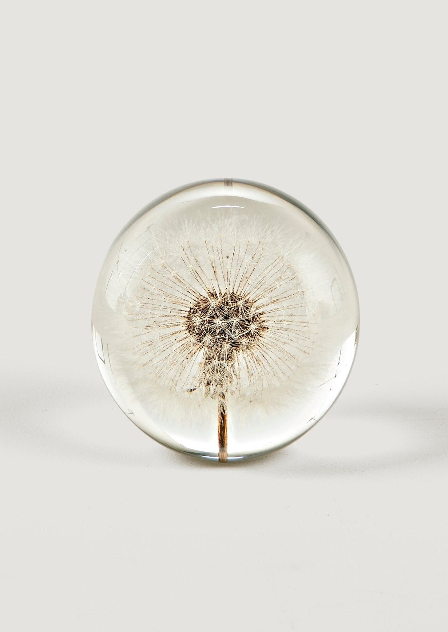 Dried Dandelion Head Paper Weight for Vase Styling