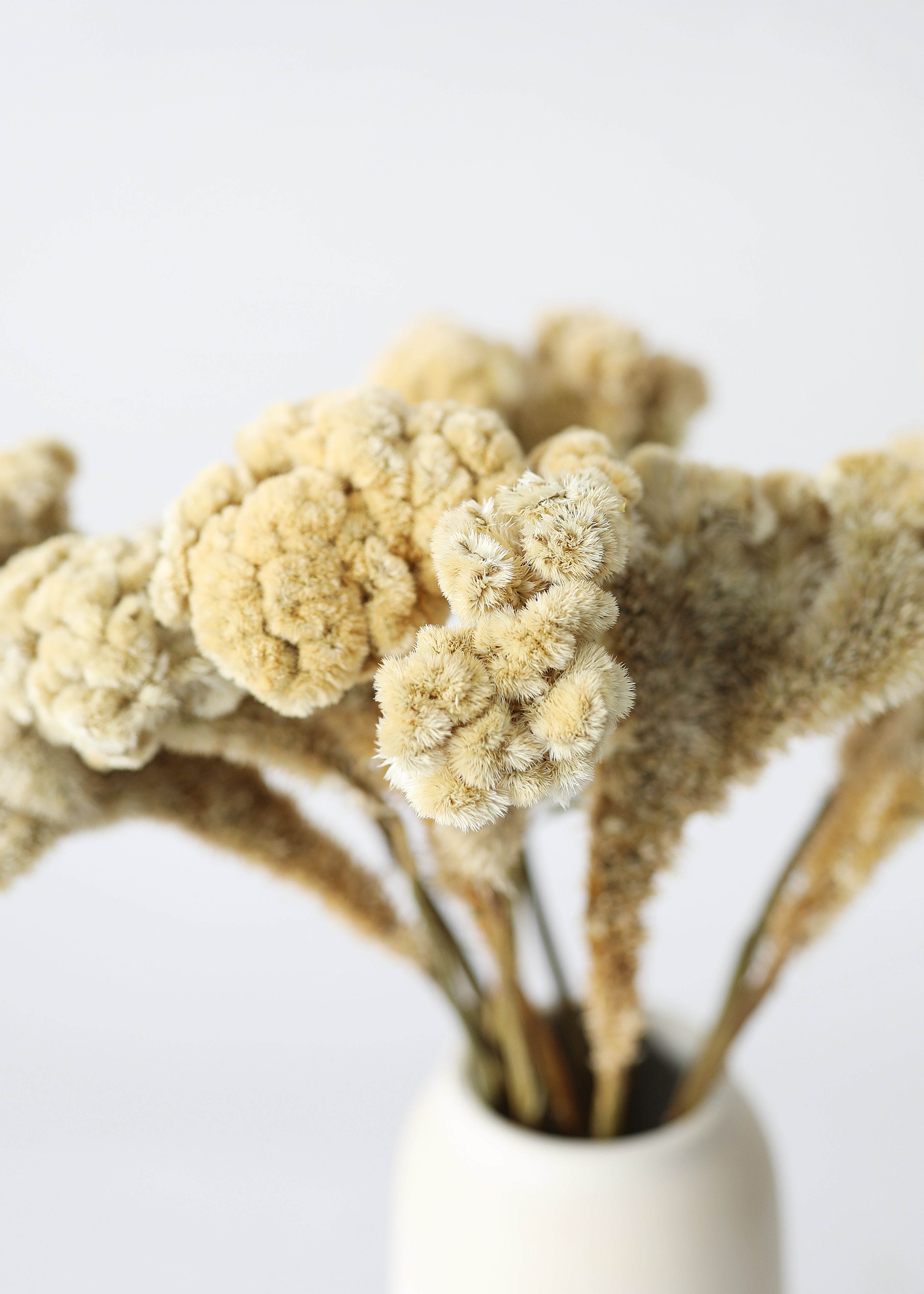 Natural Dried Celosia for Wedding Decor
