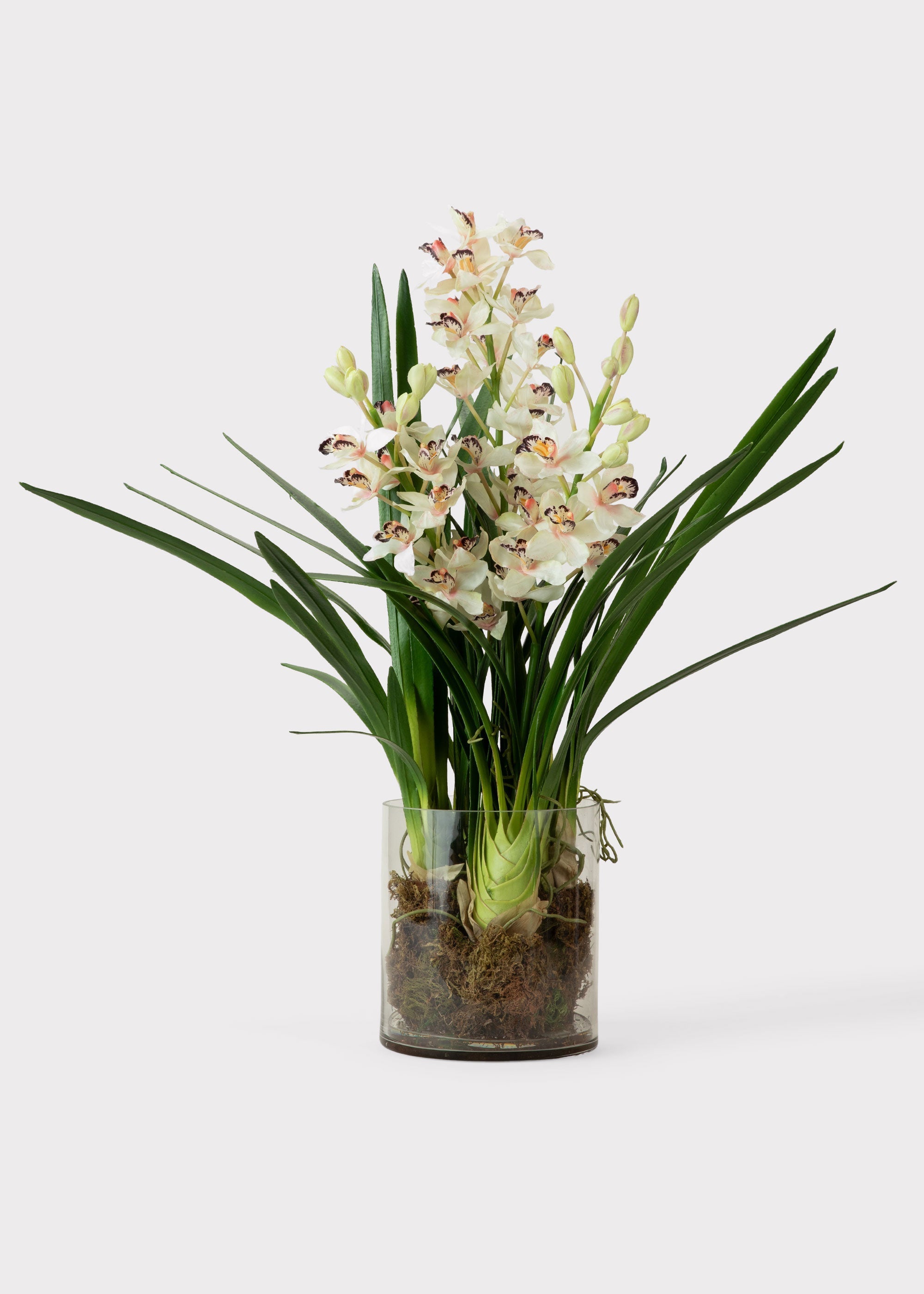 Clear Cymbidium Orchid Potted for Vase Styling