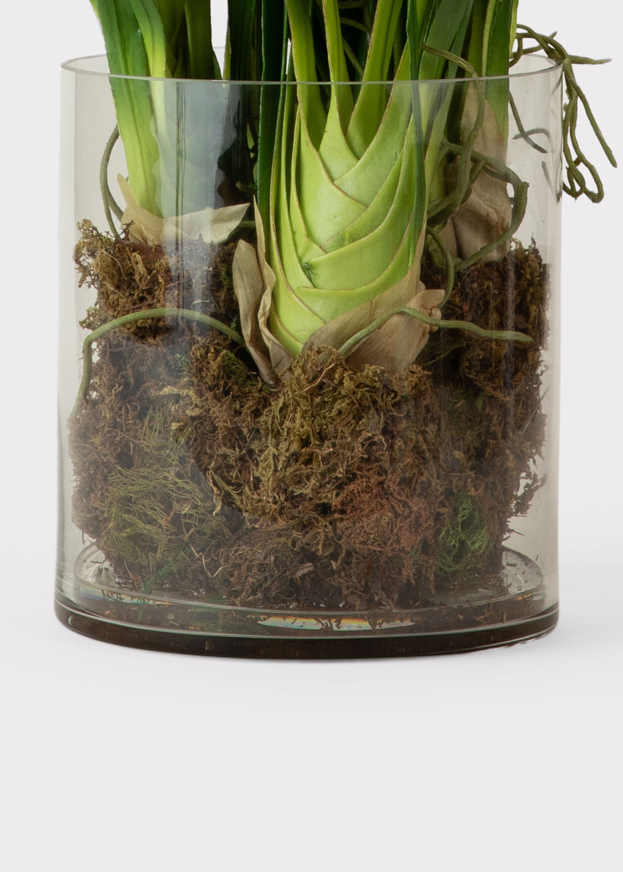 Clear Cymbidium Orchid Potted for Table Centerpiece