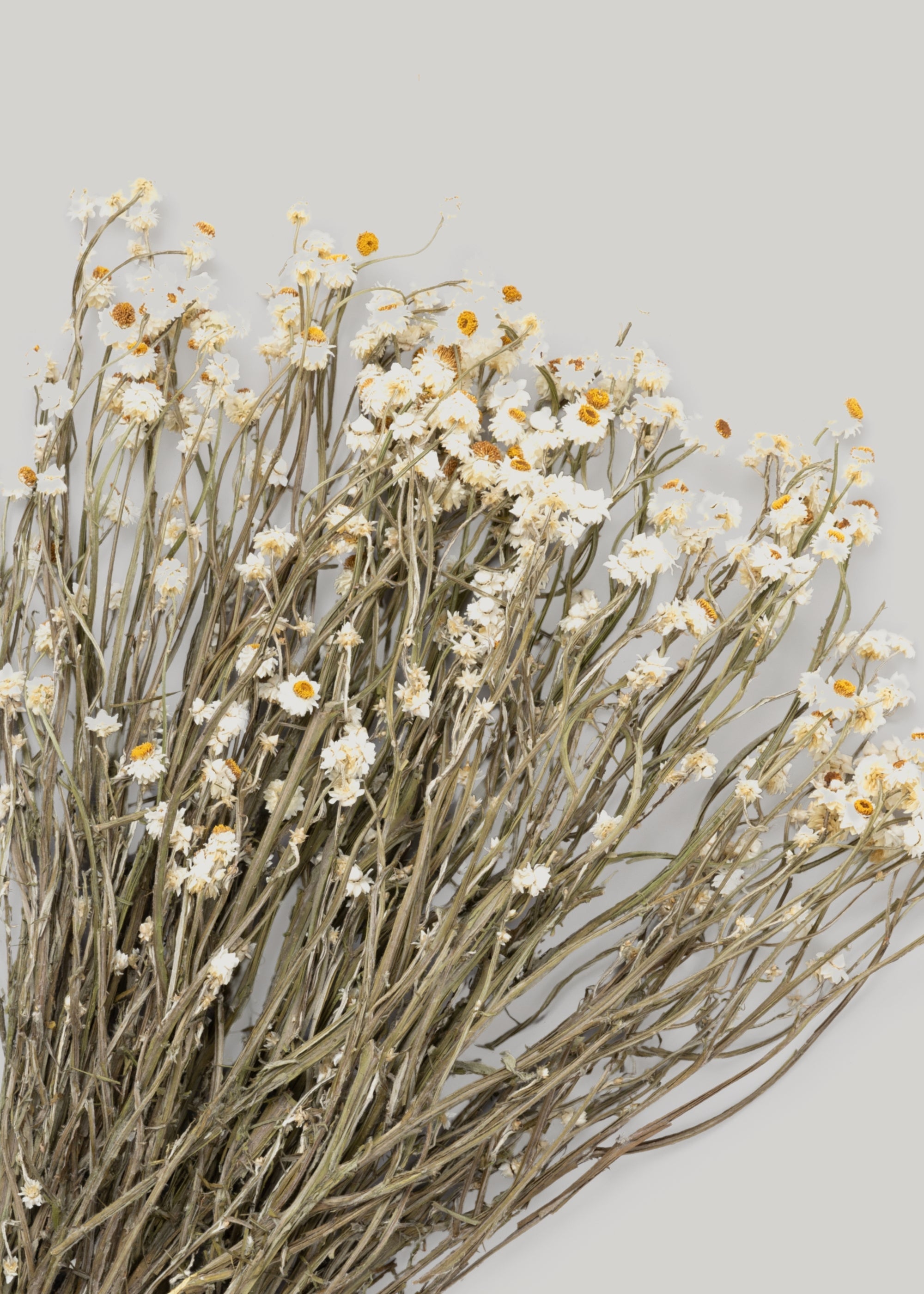 White Dried Natural White Ammobium 4 Oz Bunch for Shelf Styling