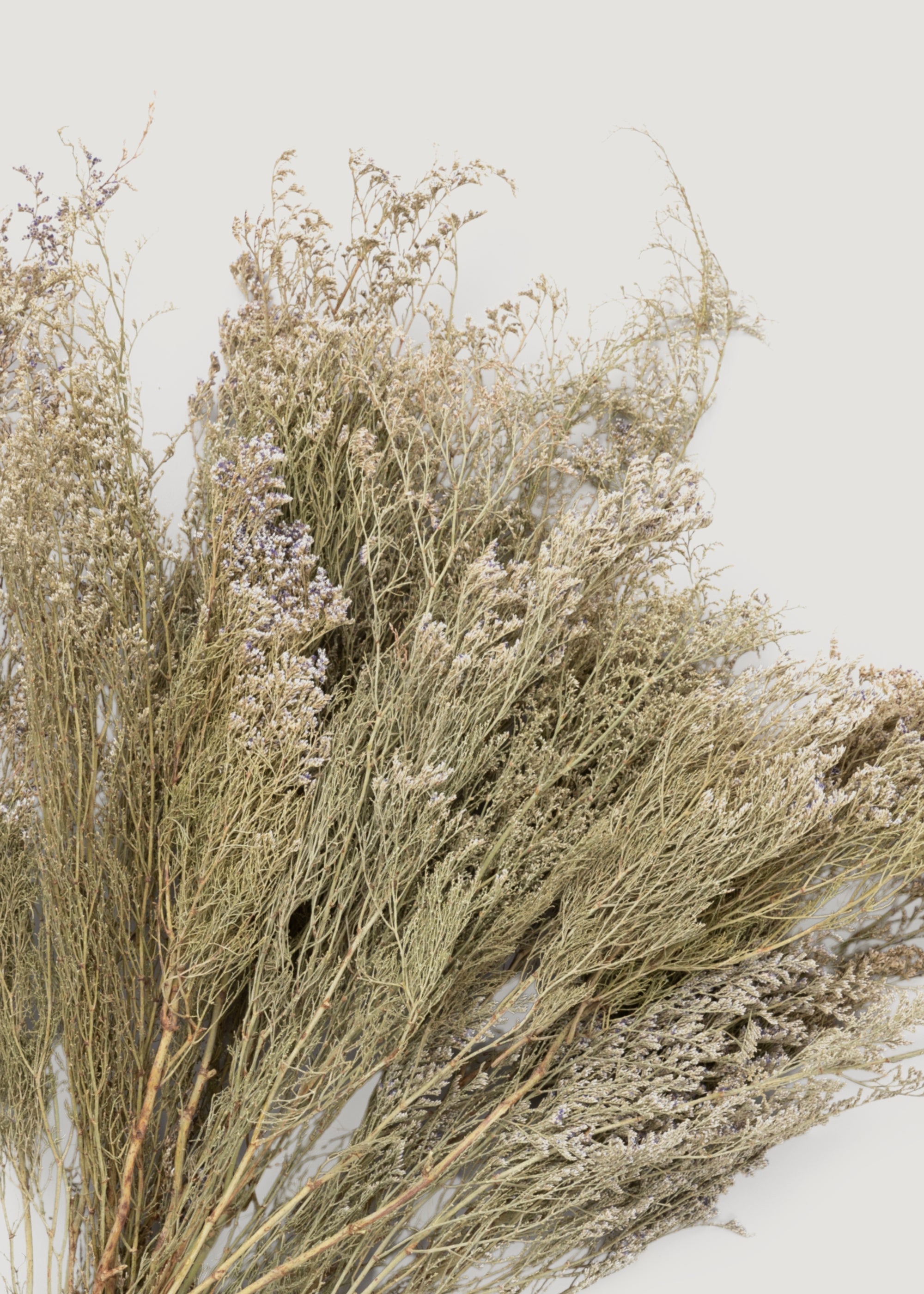 White Dried Natural White Caspia 4 Oz Bunch for Home Decor