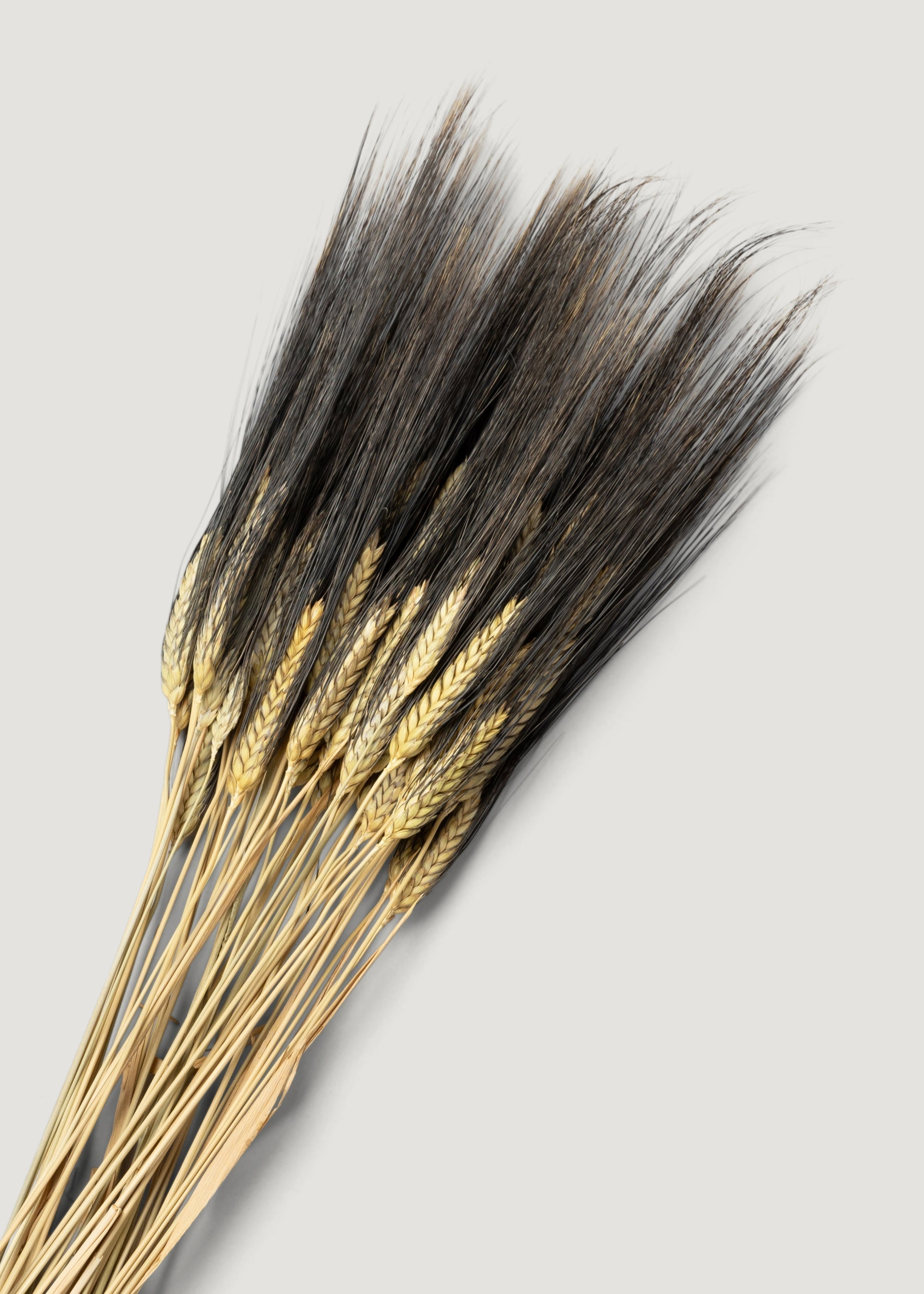 Natural Dried Grains Natural Blackbeard Wheat 8 Oz Bunch for Home Decor