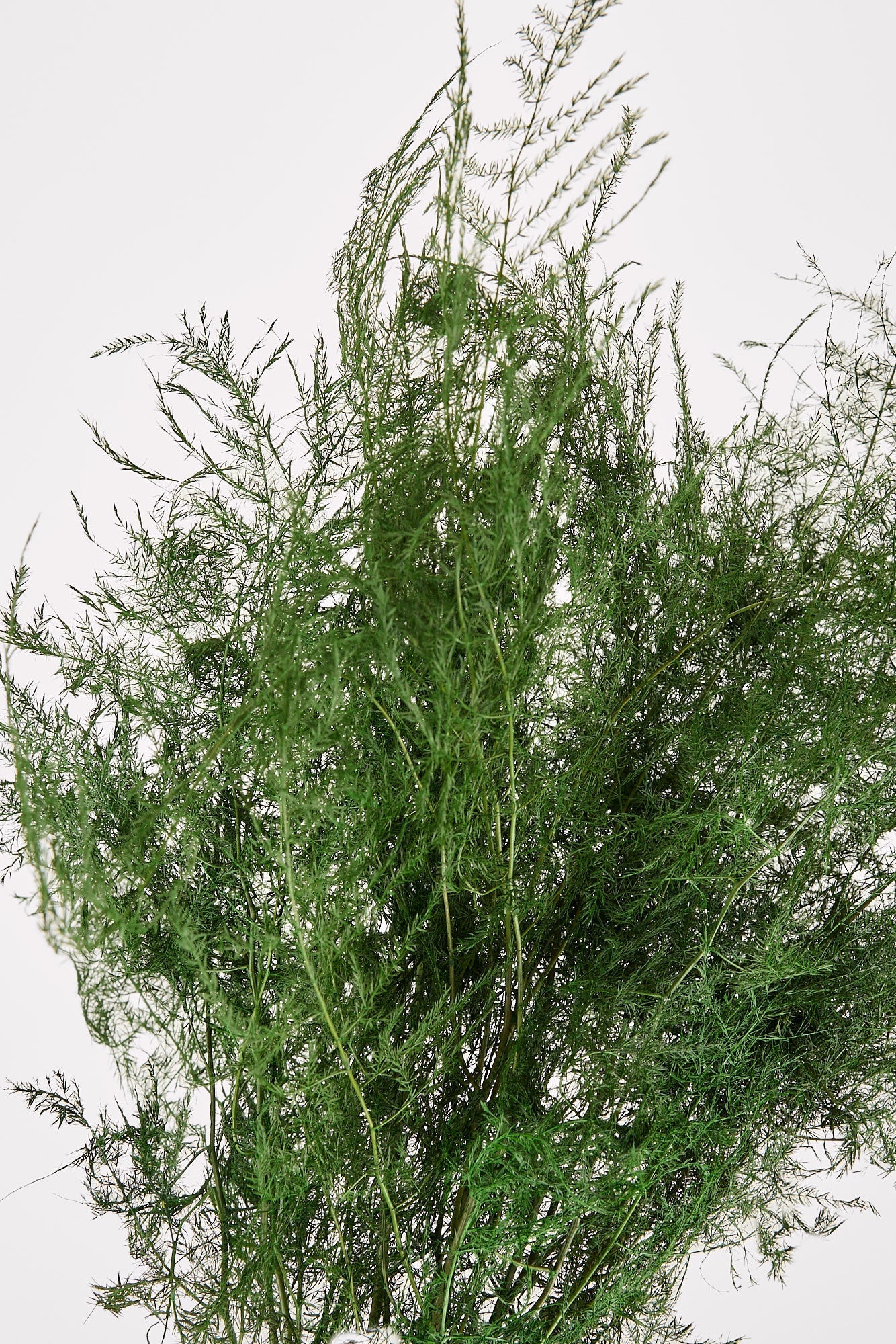 Green Dried Fern Bundle for Entryway Arrangement