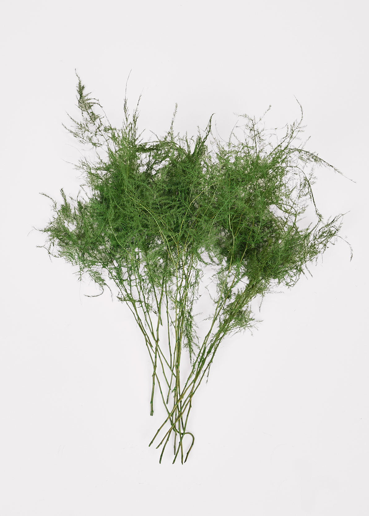 Green Dried Fern Bundle for Table Centerpiece