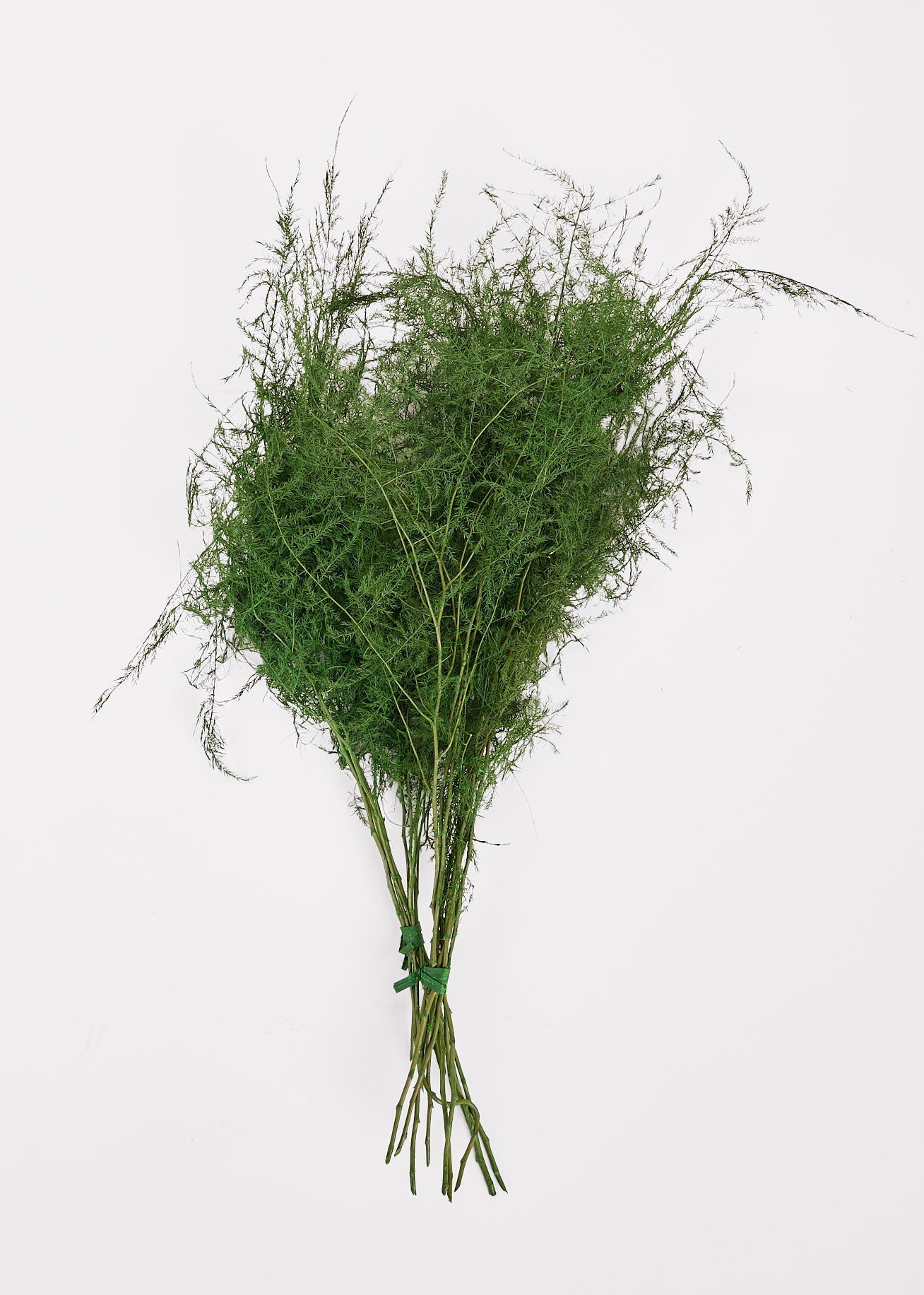 Green Dried Fern Bundle for Vase Styling