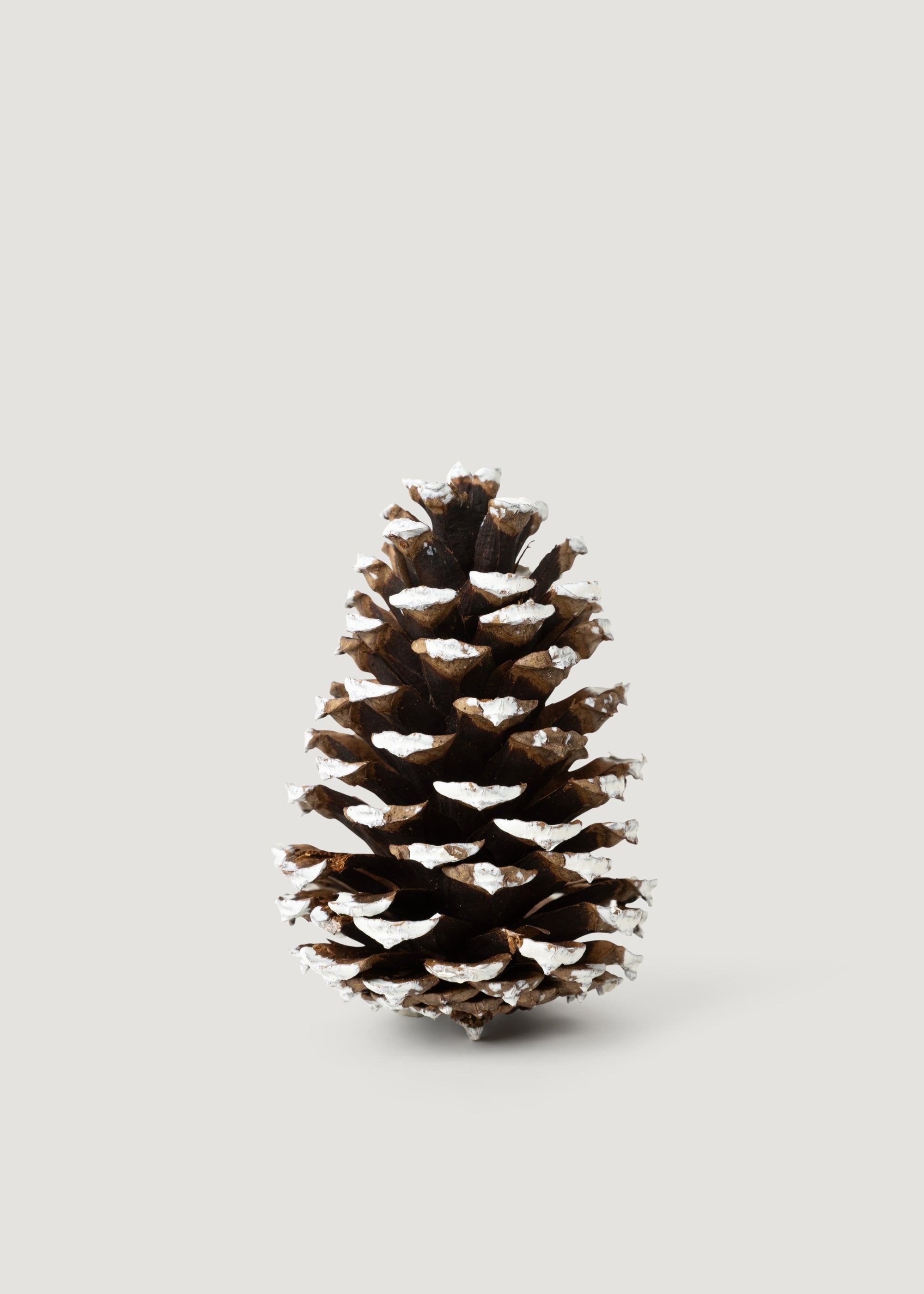 White Dried Pine Bundle for Home Decor