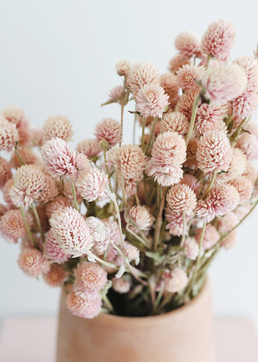 Dried pink amaranth stems for natural floral arrangement