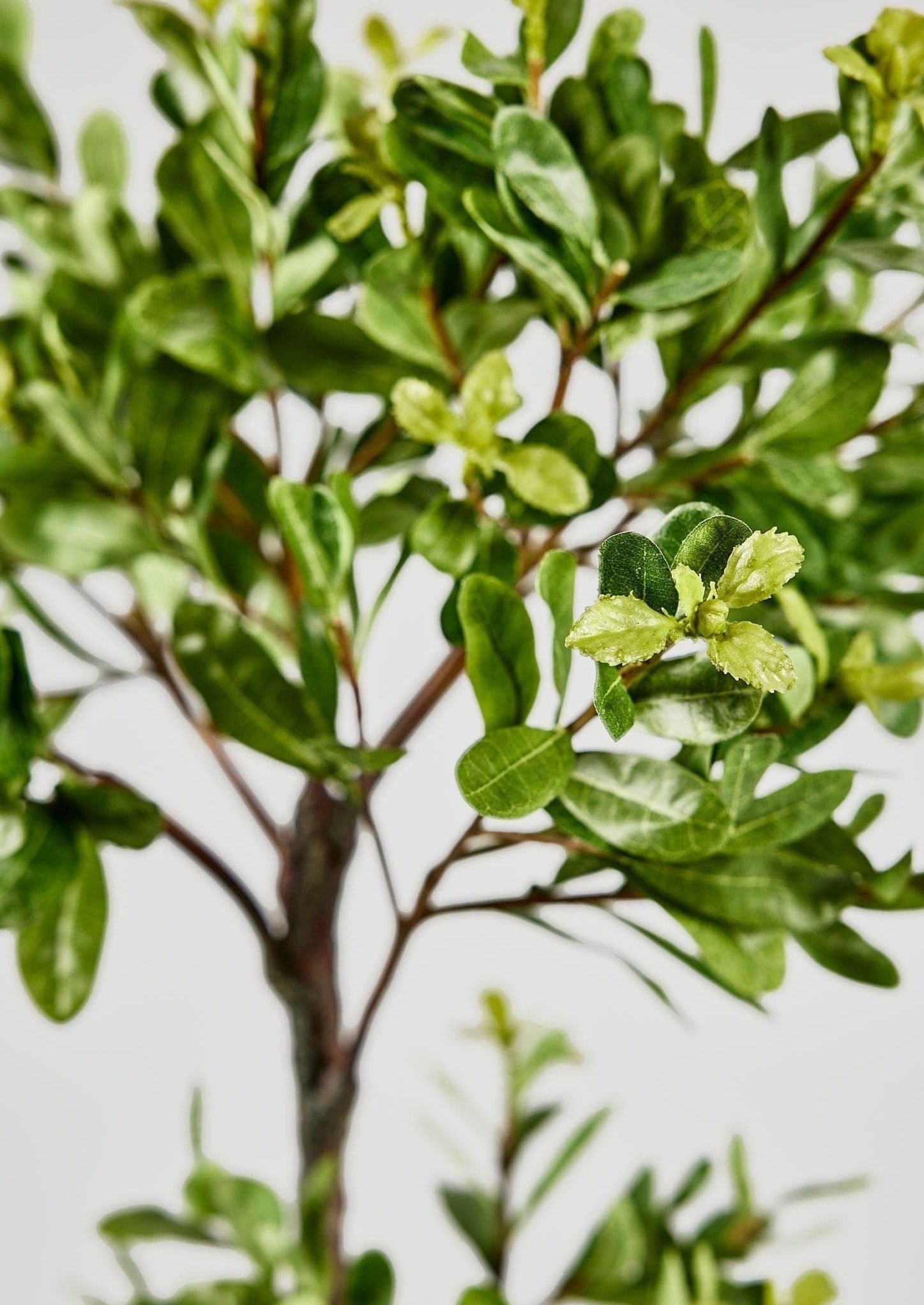 Green Artificial Japonicus Potted Tree for Wedding Decor