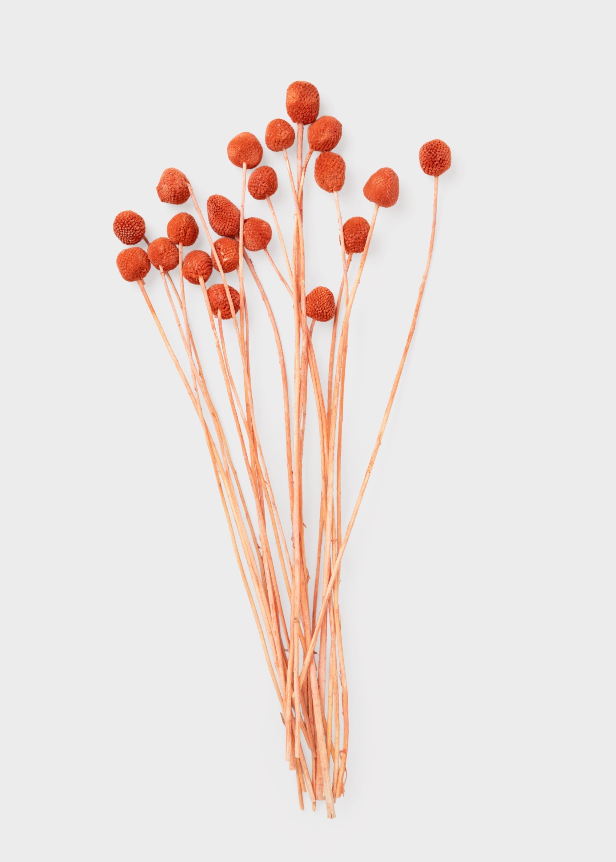 Orange Dried Billy Button Bundle Stems for Wedding Decor